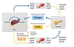 The Liver Labeled Diagram Cartoon Vector CartoonDealer 45134877