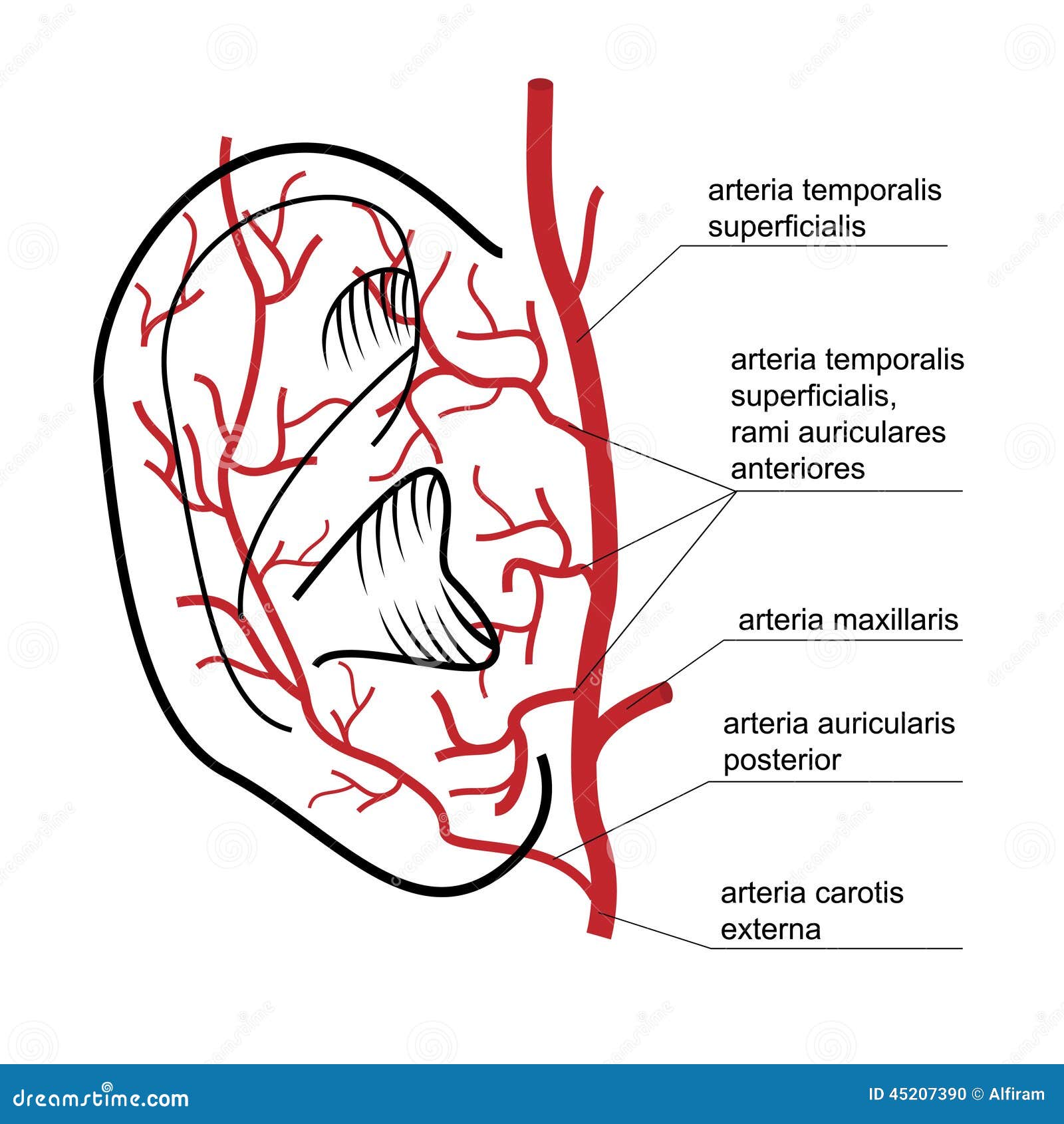 Blood Supply To The Ear Of Man. Stock Vector - Image: 45207390