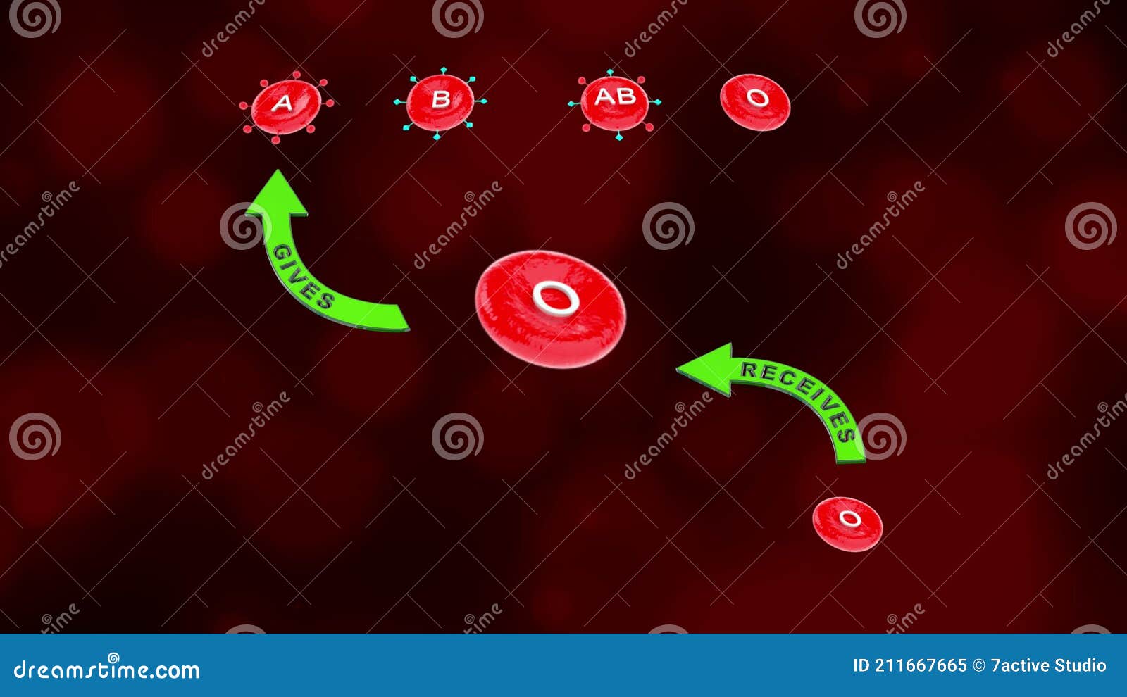 Blood Group O with Receivers and Accepting Blood Groups Stock Video