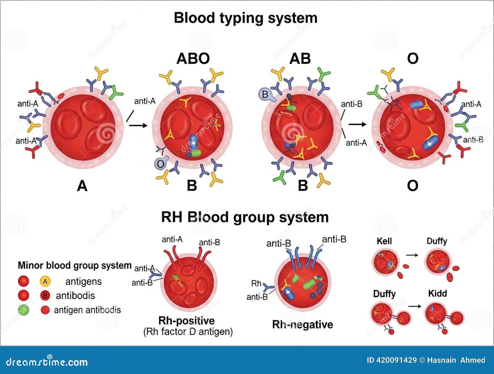 Blood Group Systems | Concise Medical Knowledge, image size:1600x1210
