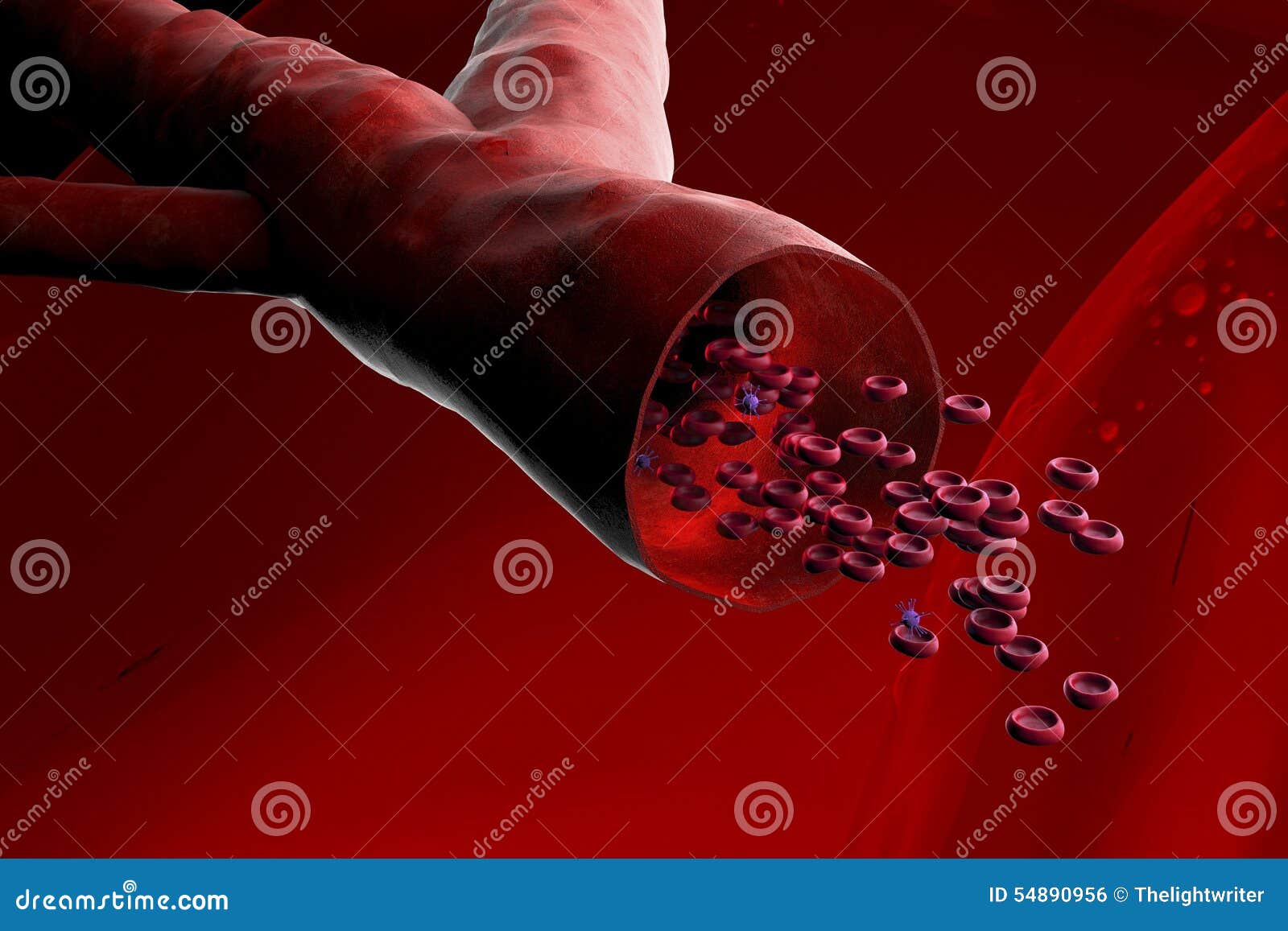Blood Vessel with Bloodcells Stock Photo Image of anatomy, biology