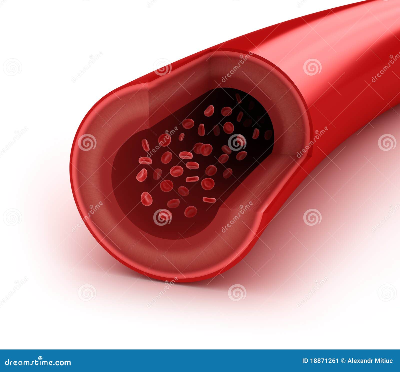blood vessel sliced macro with erythrocytes