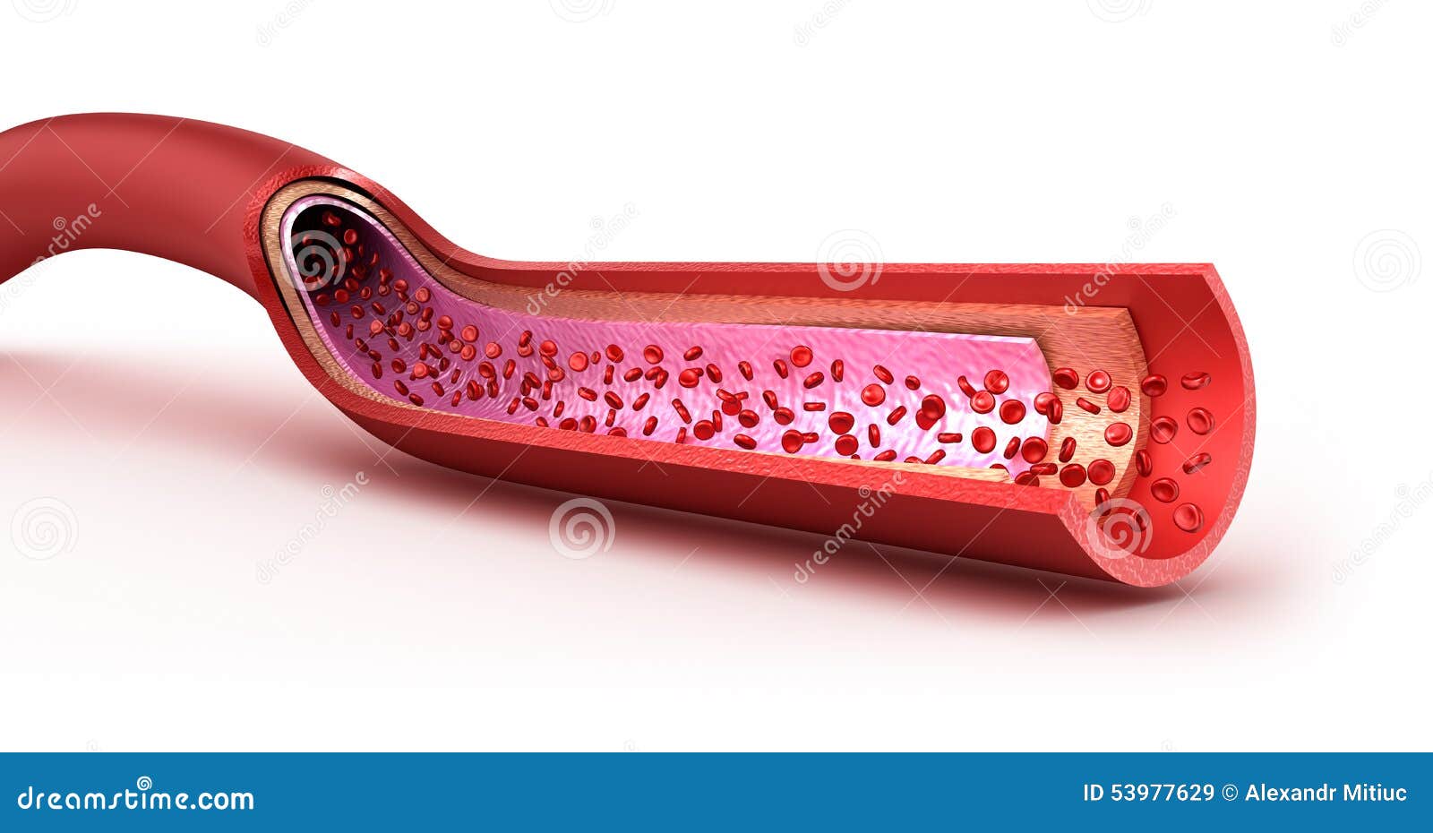 blood vessel sliced macro with erythrocytes.