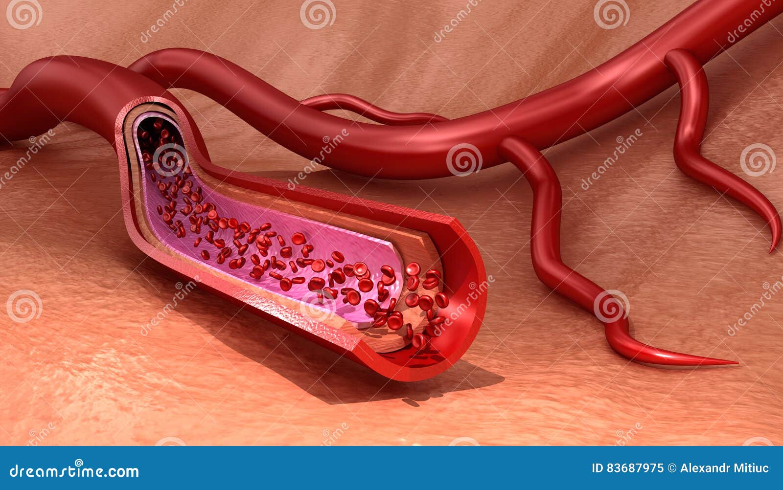 blood vessel sliced macro with erythrocytes