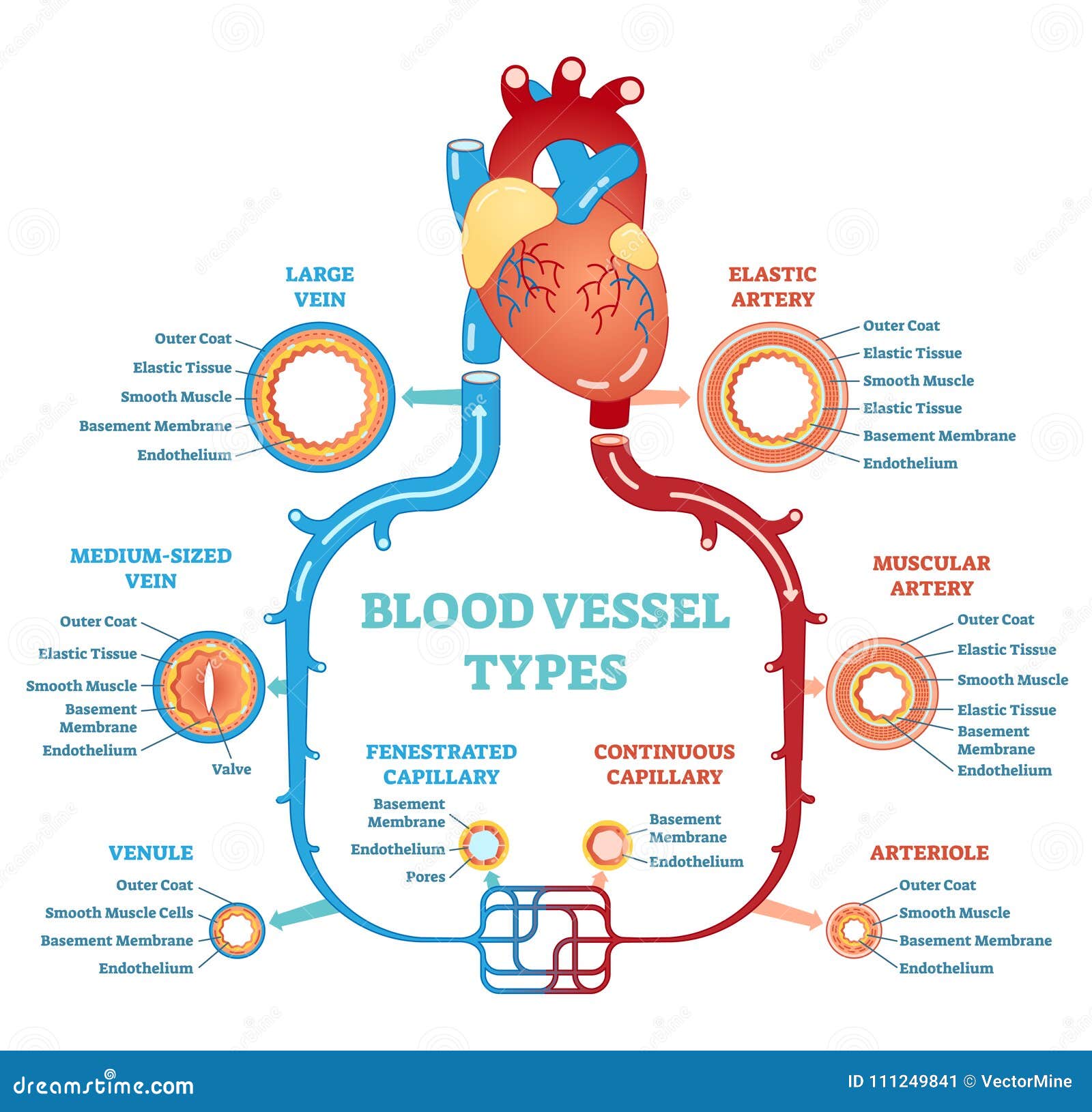 Blood Vessel Types Anatomical Diagram, Medical Scheme ...