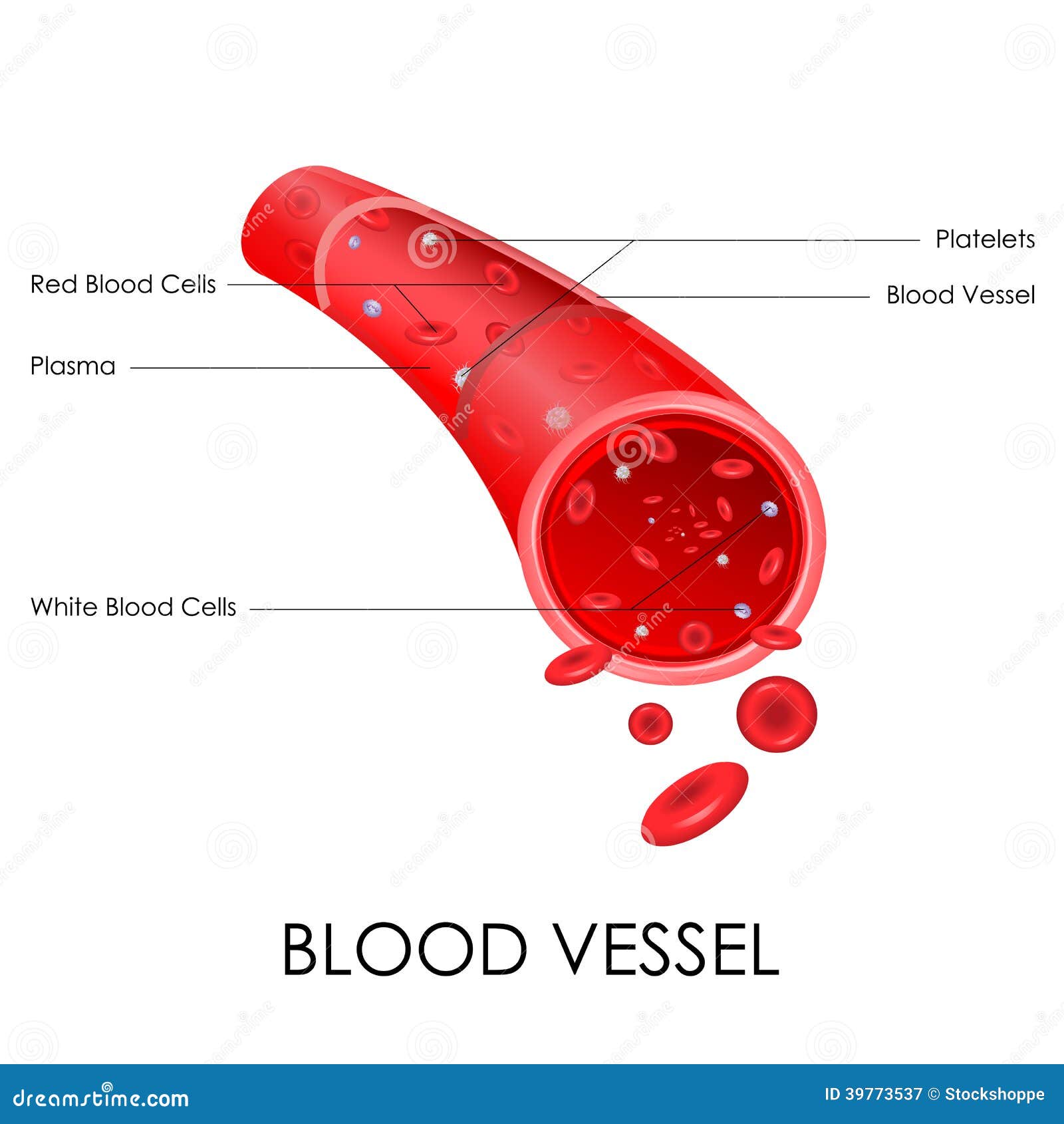 blood vessel