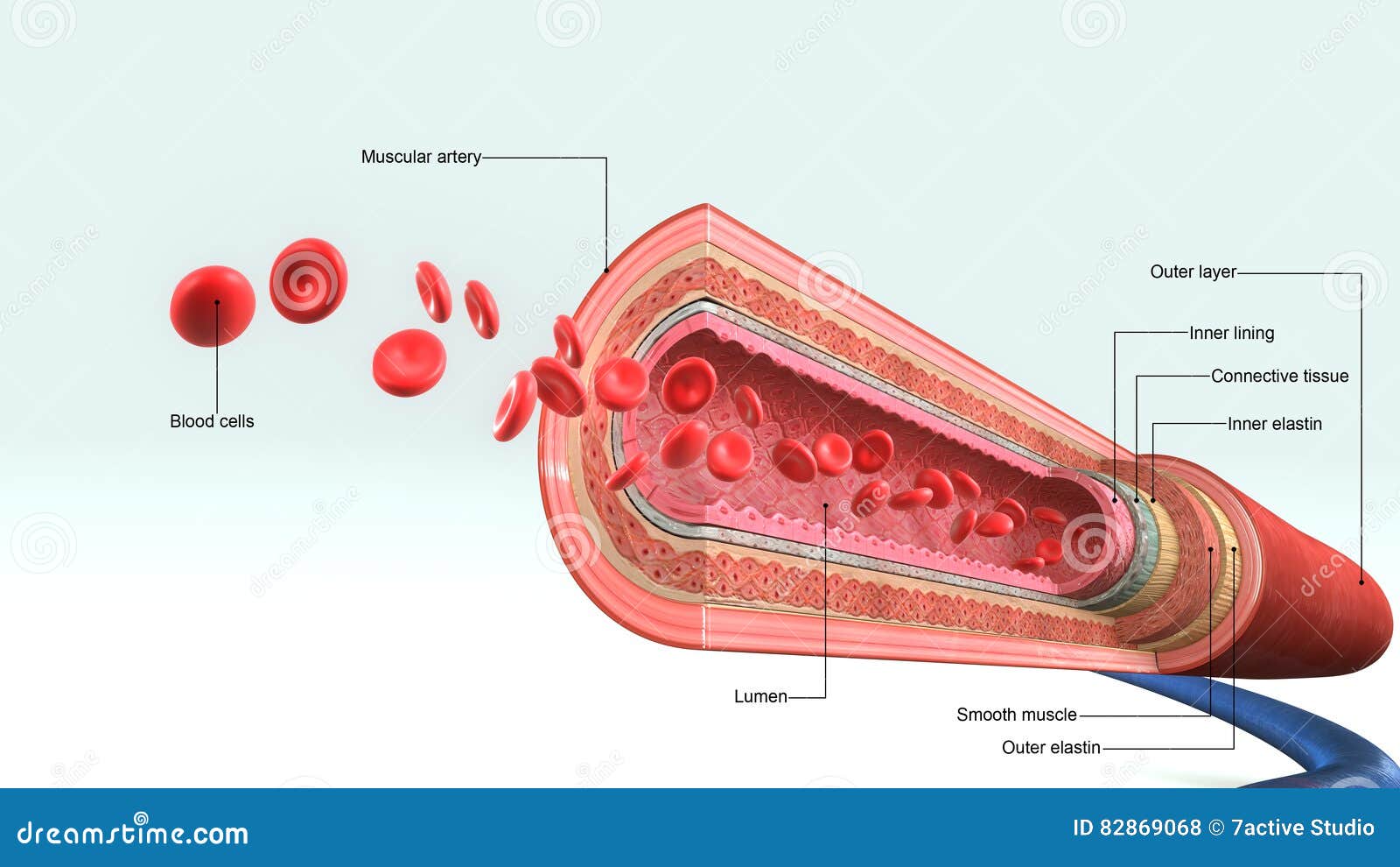 blood vessel