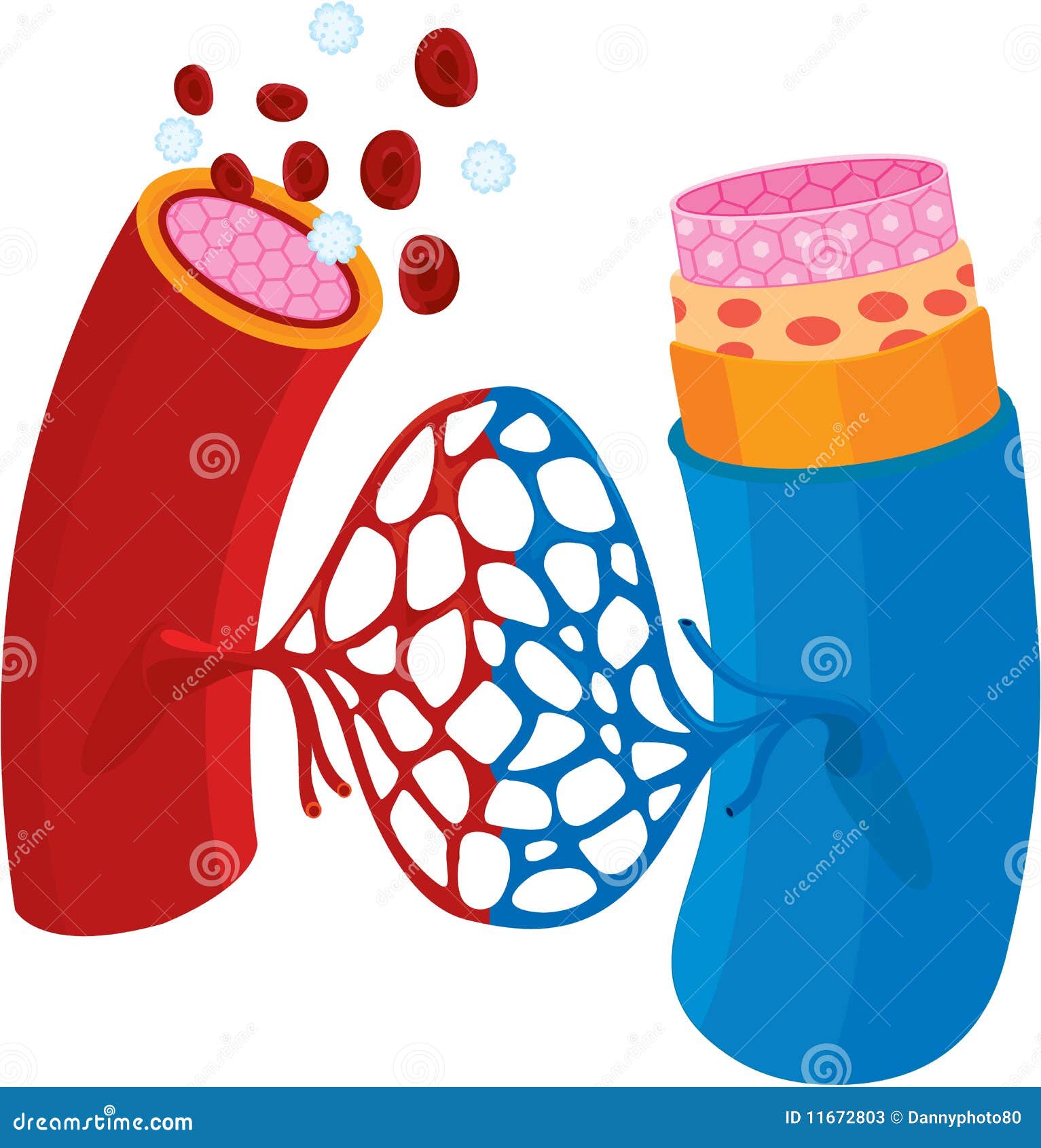 clipart of blood vessels - photo #13