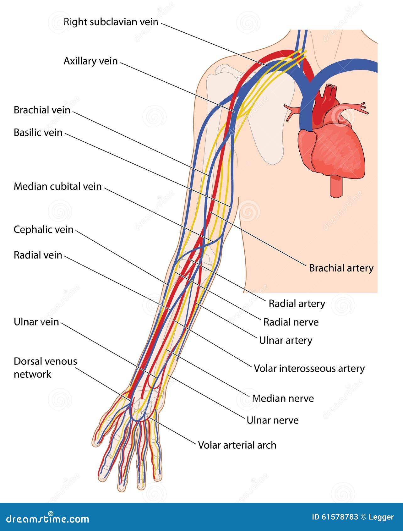 blood vessels and nerves of the arm