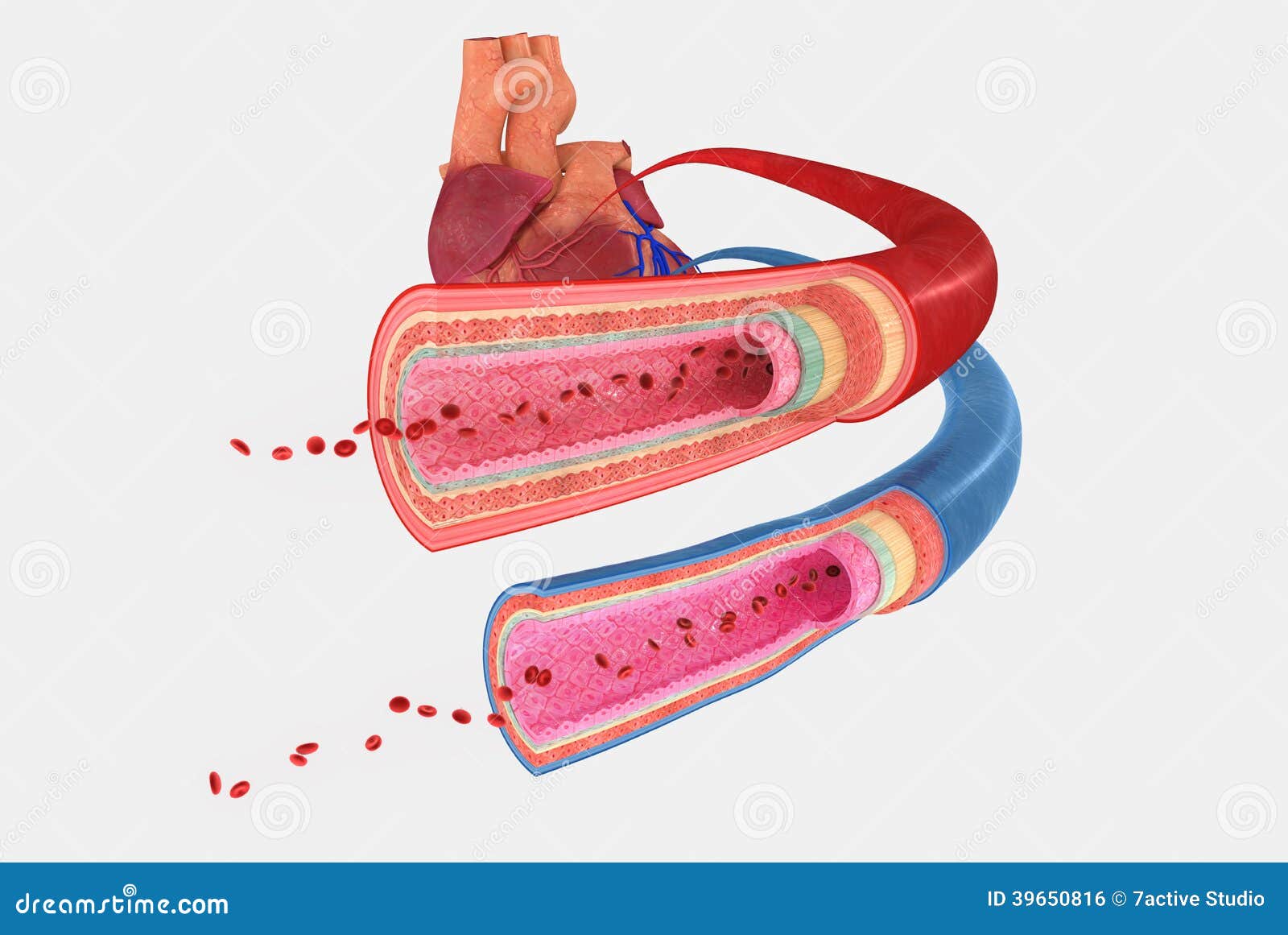 Blood Vessels Stock Illustration - Image: 39650816