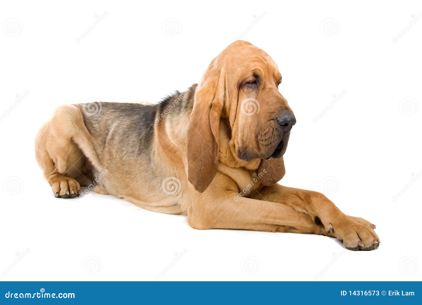 Bloodhound stock image. Image of bloodhound, hound, sleuth 14316573