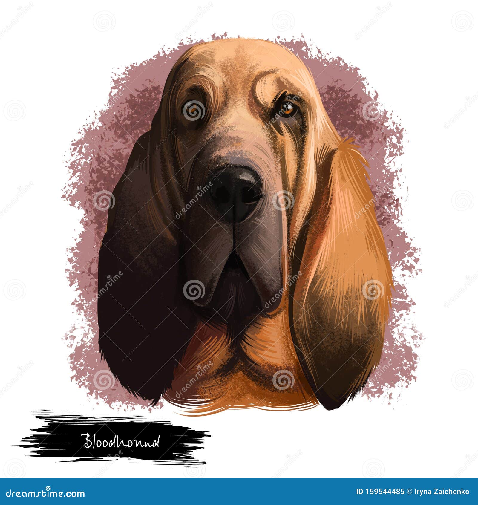 bloodhound, chien de saint-hubert, st. hubert hound dog digital art   on white background. norwegian origin