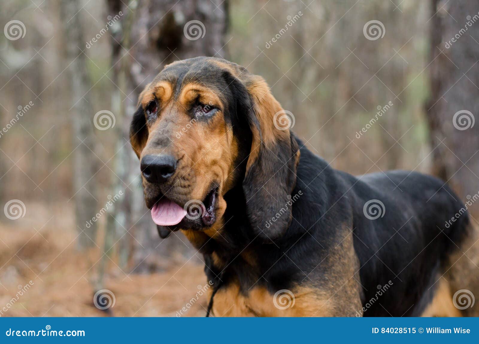 Skadelig sikkerhed liner Bloodhound Coonhound Dog stock image. Image of companion - 84028515