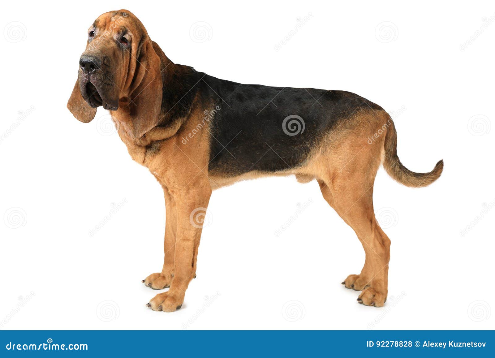 bloodhound dog over white background