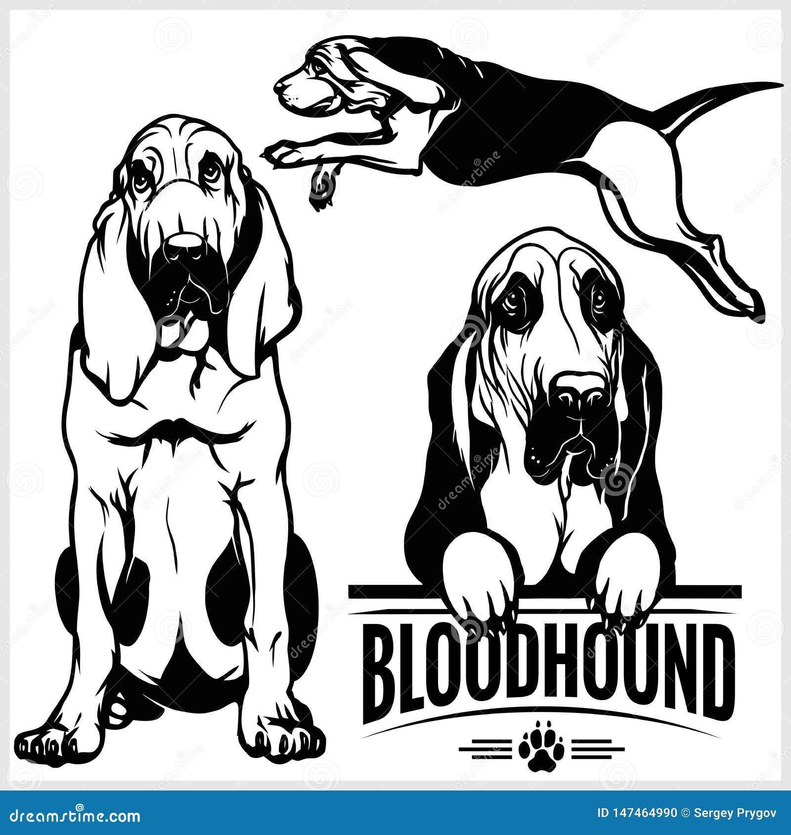 bloodhound dog -  set   on white background