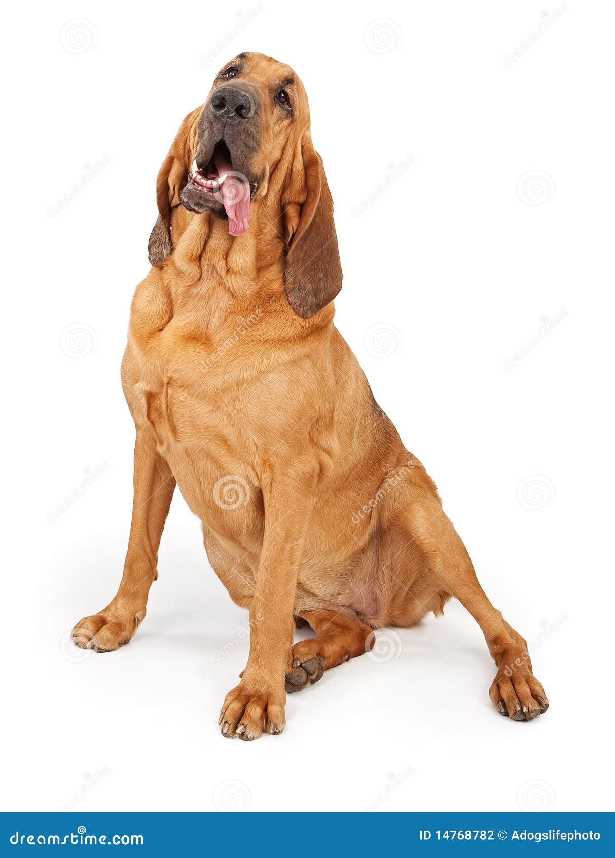 large bloodhound