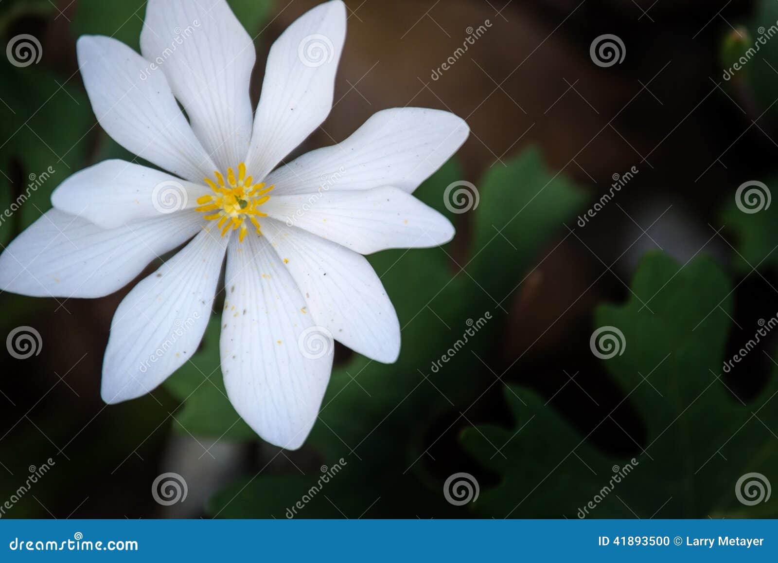 Bloodroot - Sanguinaria Canadensis Stock Photo - Image of growth ...