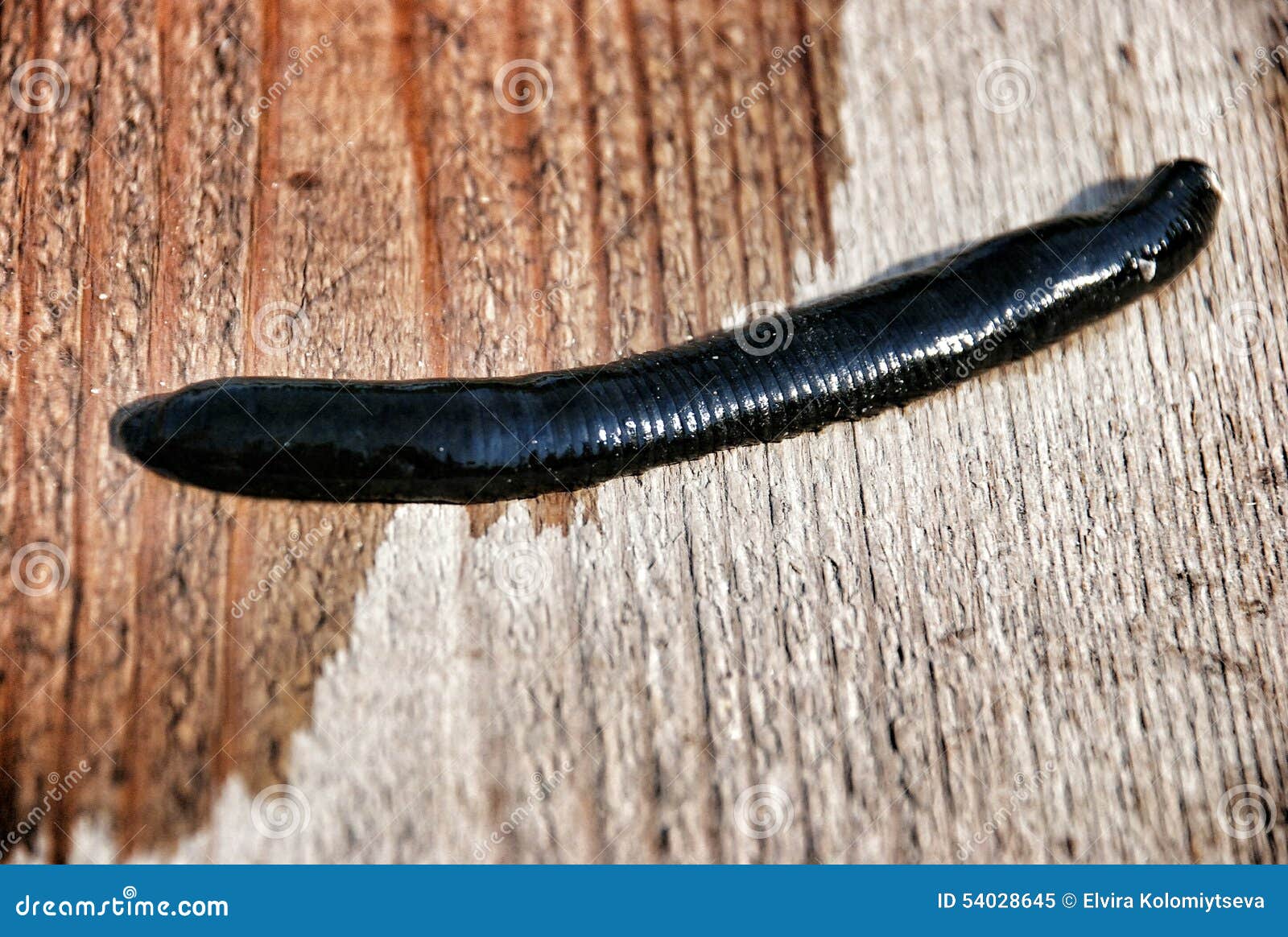 Bloodsucker stock image. Image of lumbriculidae, flood - 54028645