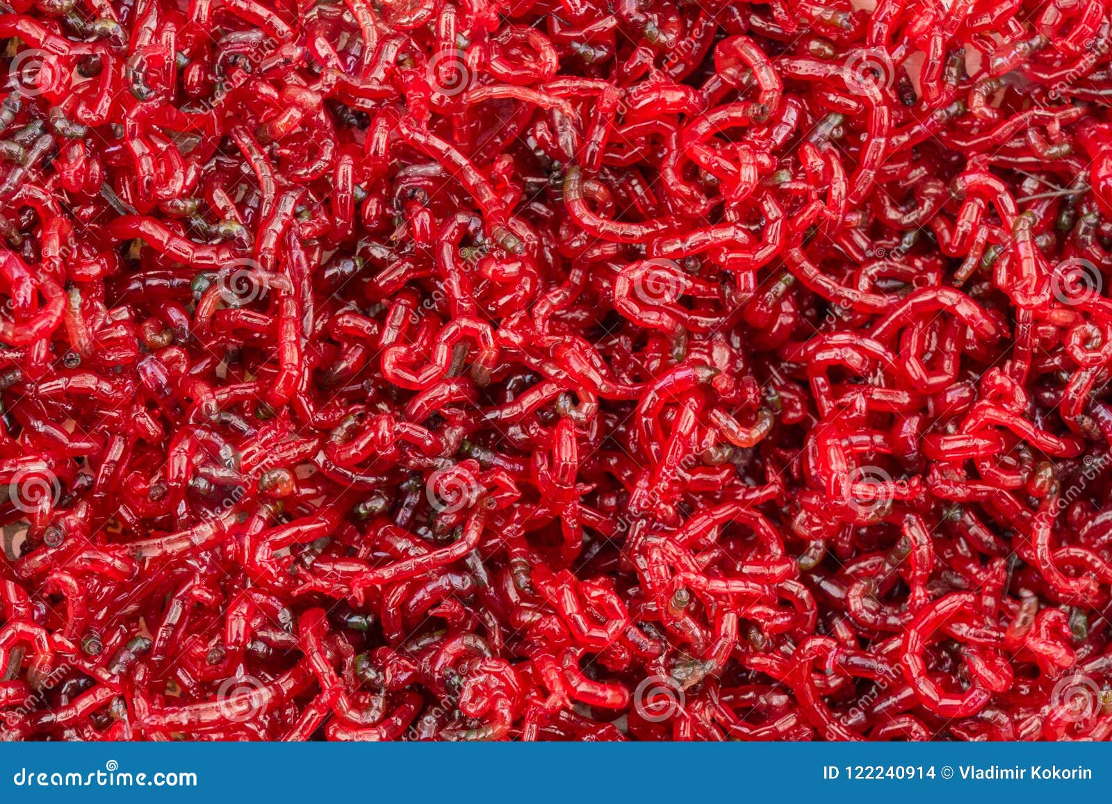 Bloodworm Fish Food A Comprehensive Guide for Aquarium Enthusiasts Bloodworm Fish Food A Comprehensive Guide for Aquarium Enthusiasts