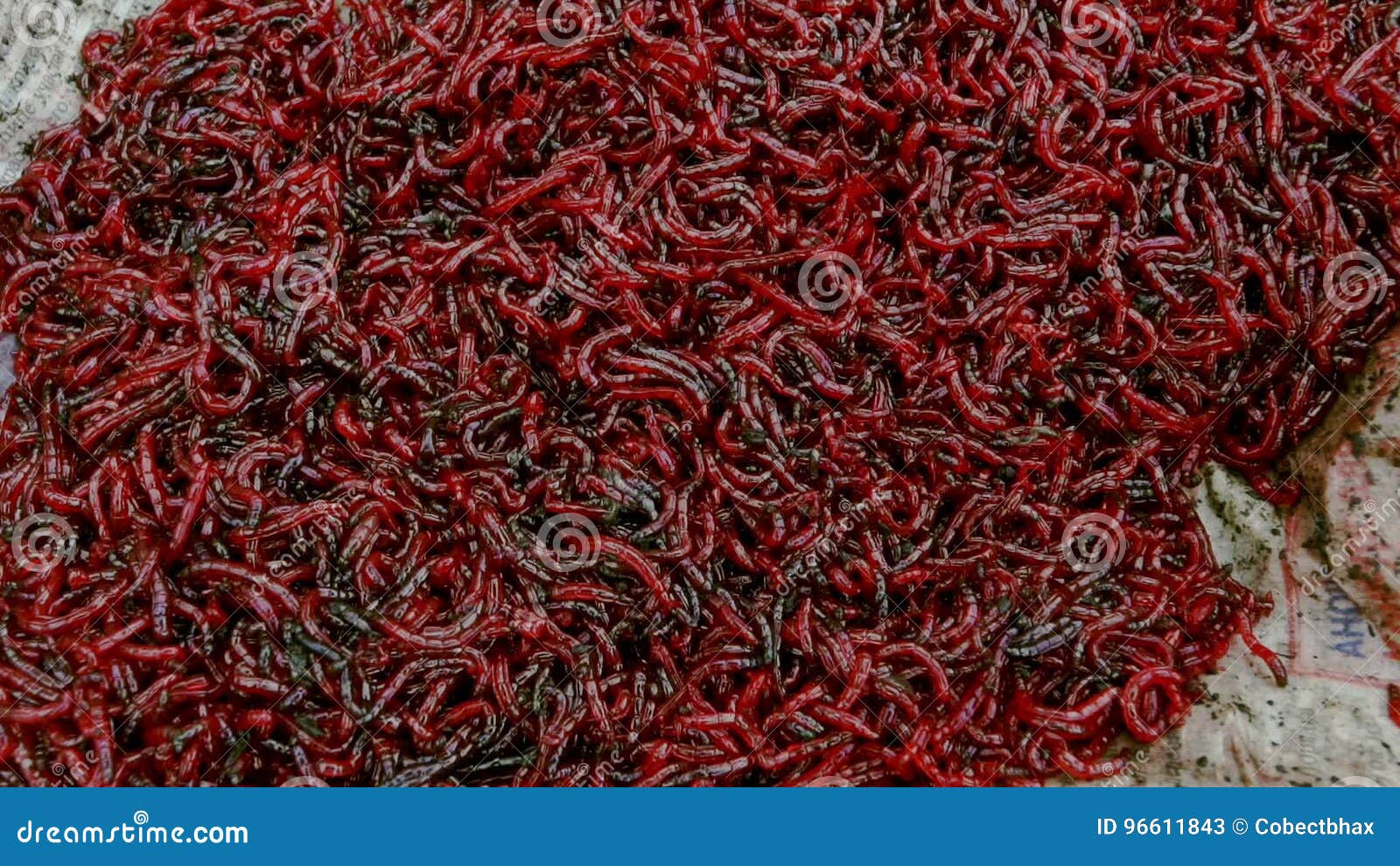 Bloodworm for Feeding Fish. Bloodworm Bait for Fishing. Worms for Fishing  Stock Video - Video of fresh, gnat: 96611843