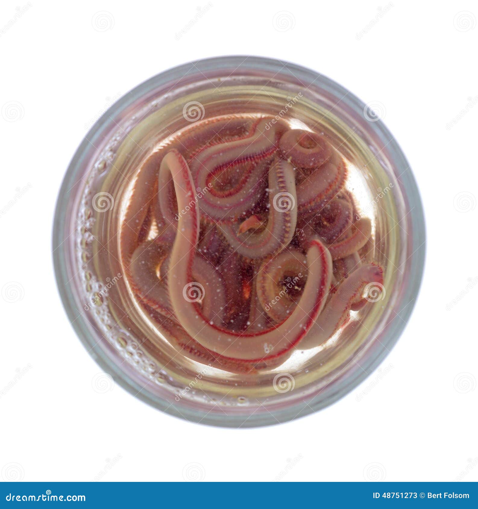 Bloodworms in a bait jar stock image. Image of expensive - 48751273