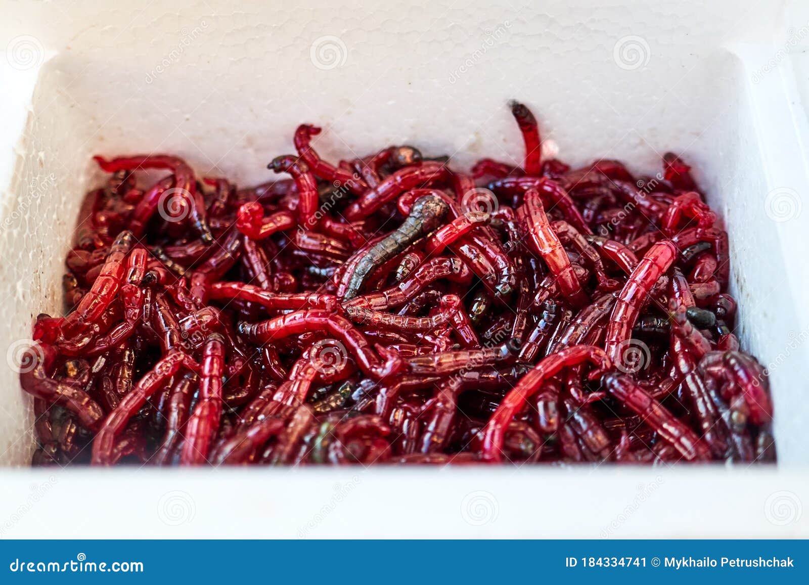 Bloodworms and Maggots in the Fishing Container Stock Image - Image of  angler, container: 184334741