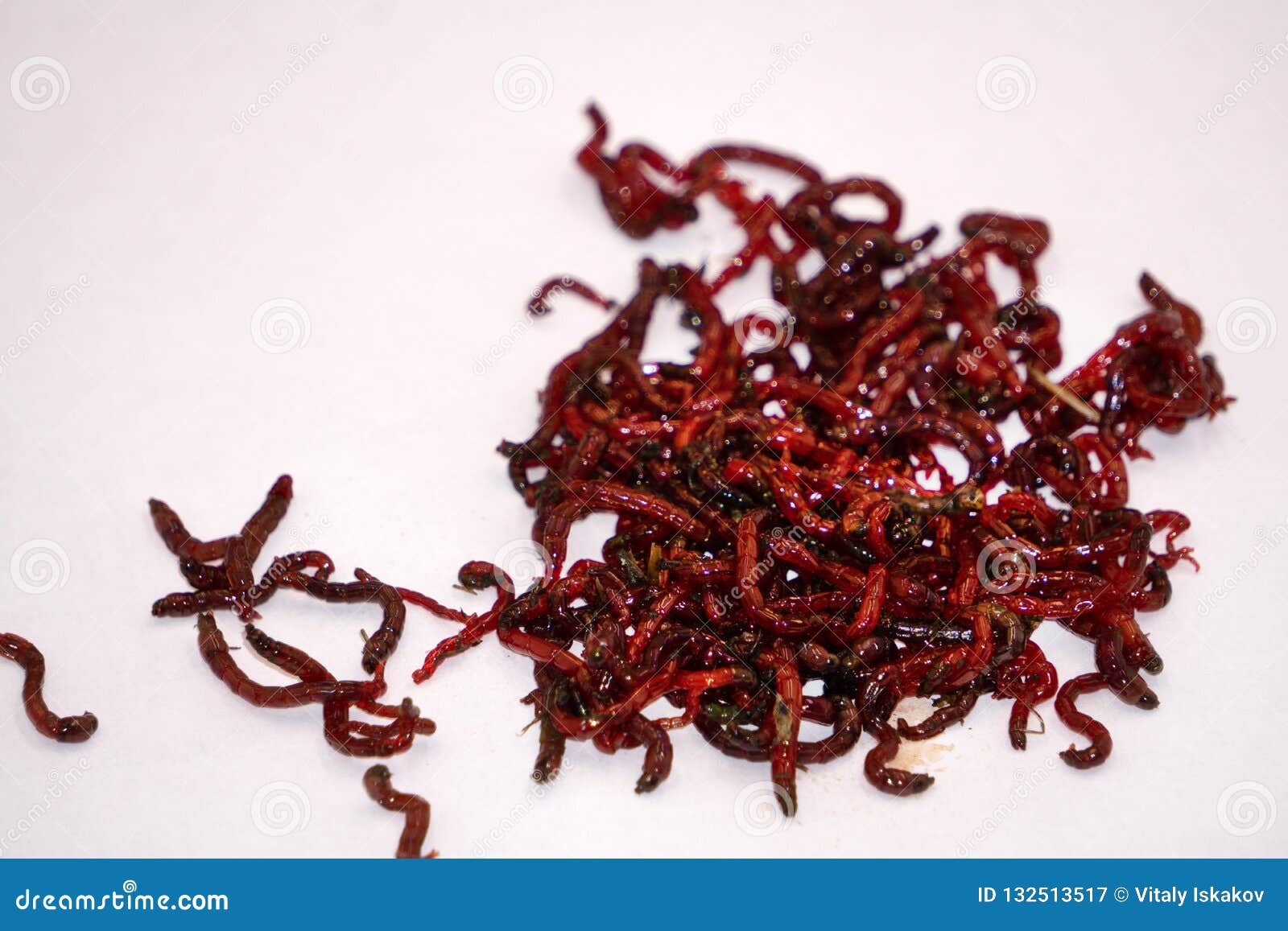 Bloodworms Midge Larvae is Common Life Food for Aquarium Fish and Live-bait  for Fishing Stock Image - Image of close, carrier: 132513517