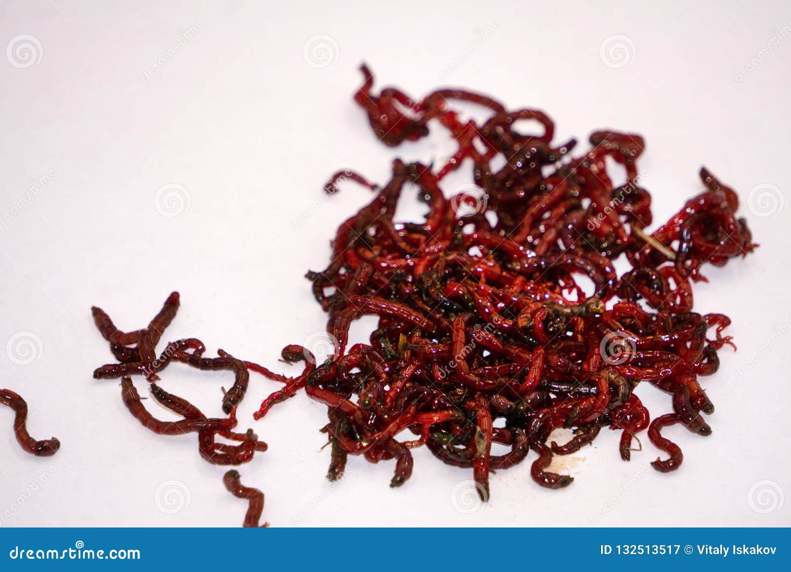 Live Bloodworms Fish Food Nourishing Your Aquatic Companions Live Bloodworms Fish Food Nourishing Your Aquatic Companions