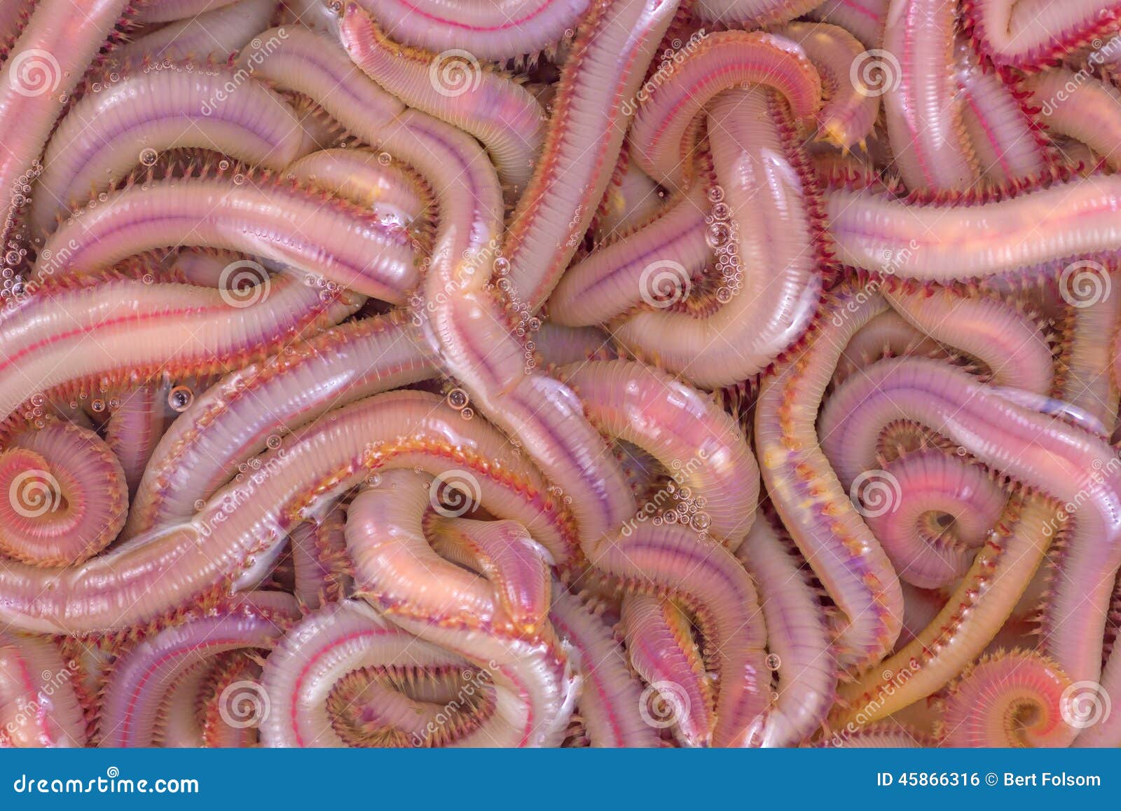 Bloodworms in salt water stock photo. Image of live, external