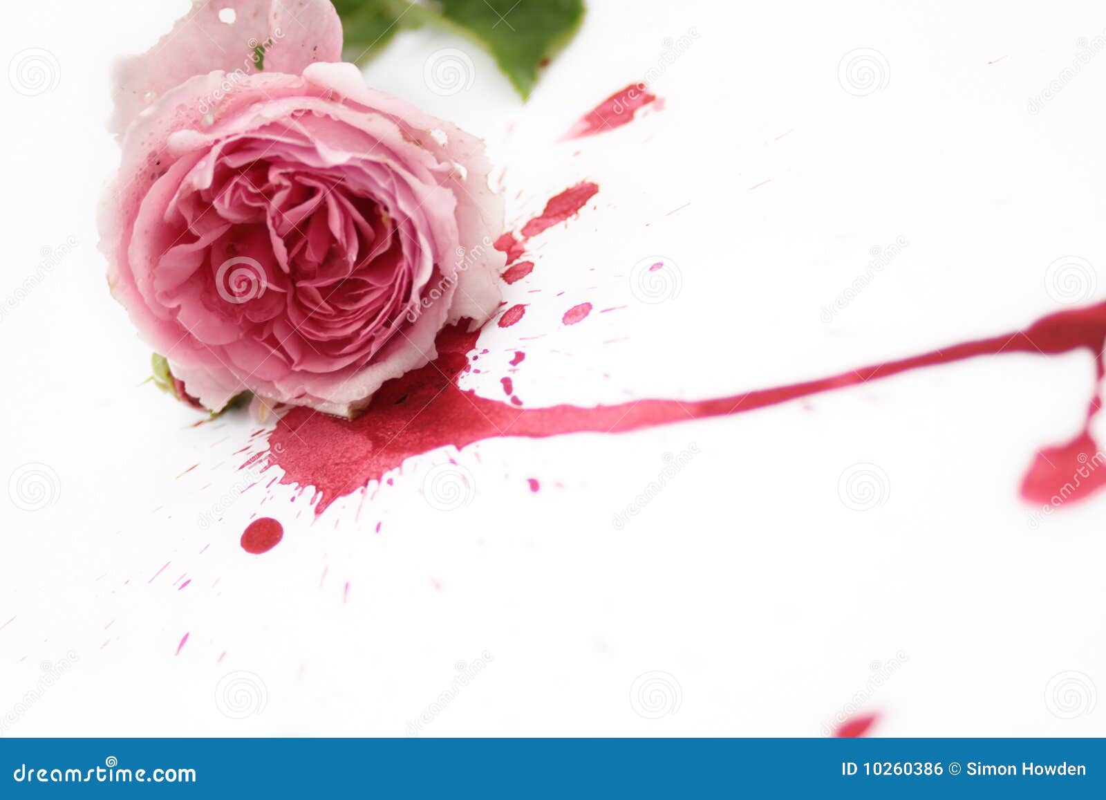 Red Rose Dripping Blood Stock Photos Free & RoyaltyFree Stock Photos
