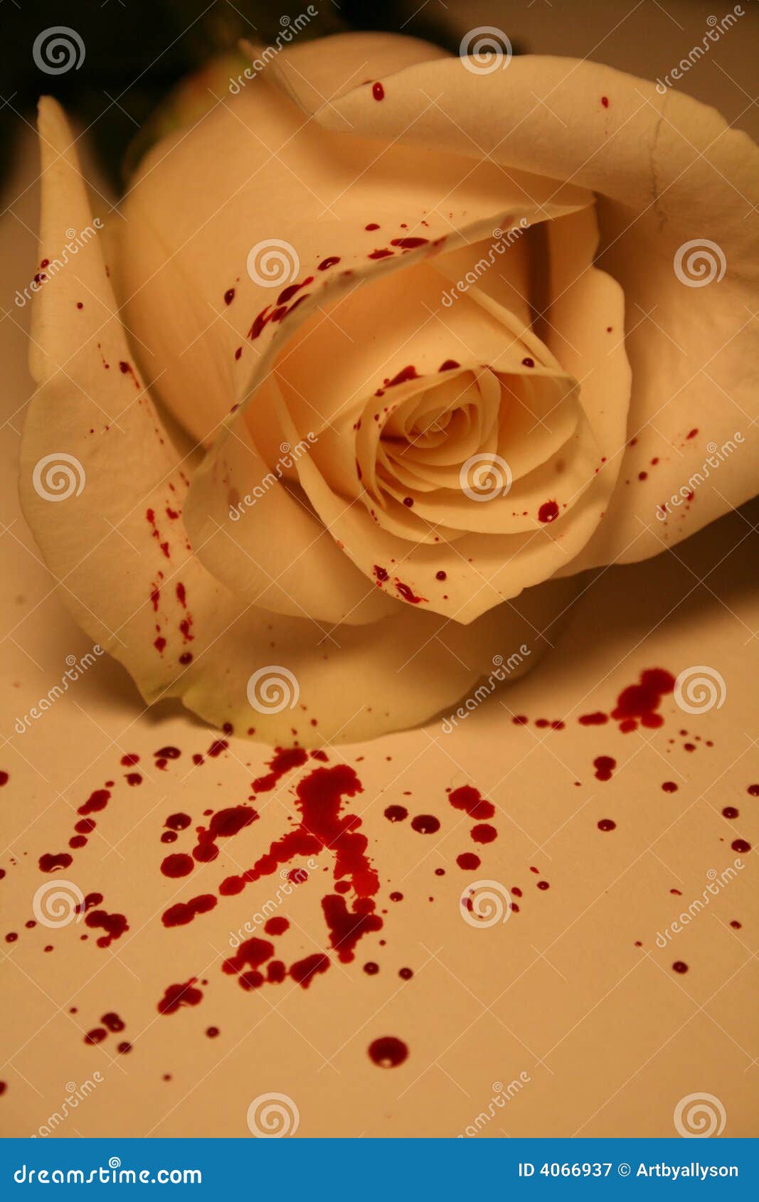 Bloody rose stock image. Image of fresh, valentine, rose 4066937