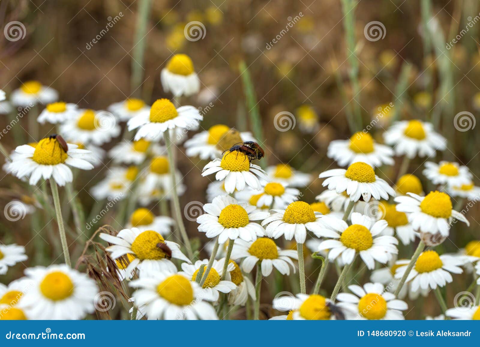 Bloom Chamomile Blooming Chamomile Field Chamomile Flowers On Meadow