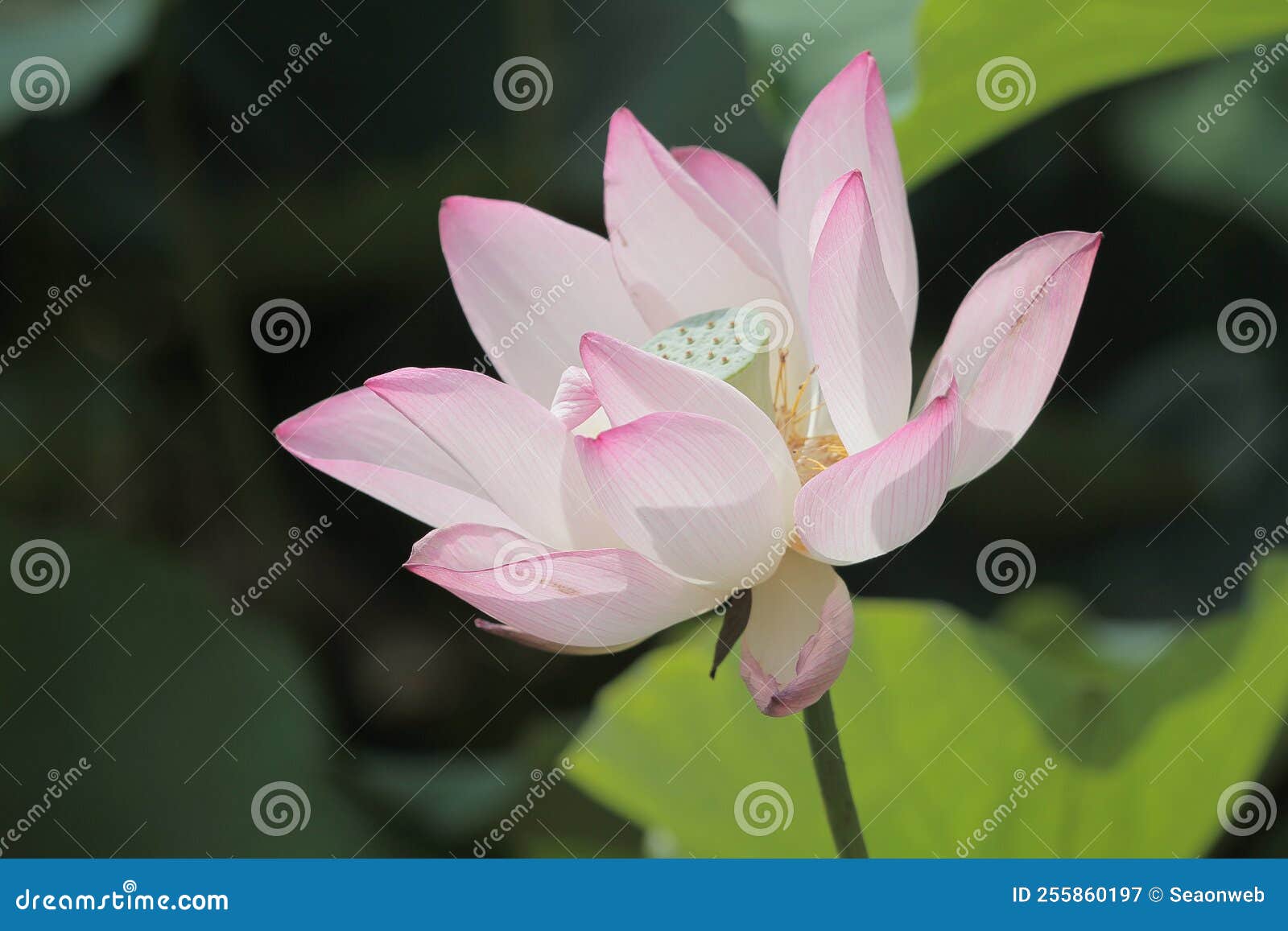 The Bloom Lotus with Leaf in Summer Stock Image Image of pond