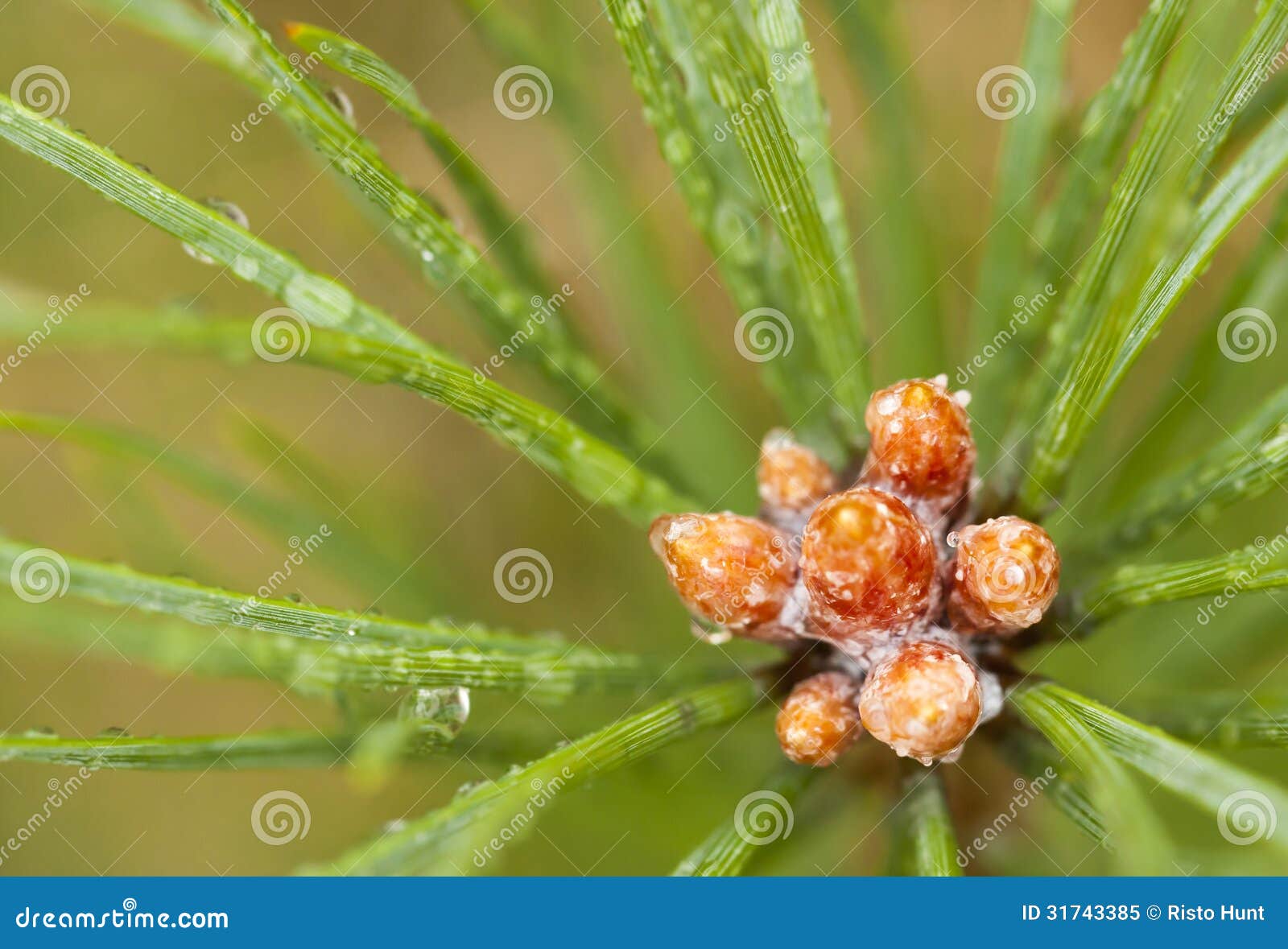 Bloom of a pine tree stock image. Image of bloom, closeup 31743385