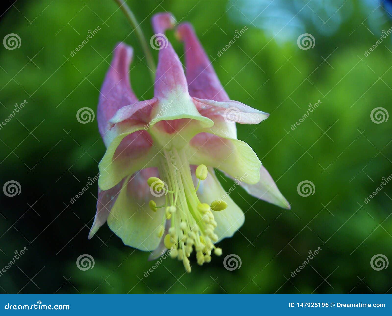 Bloom with pollen stock photo. Image of plant, bloom 147925196