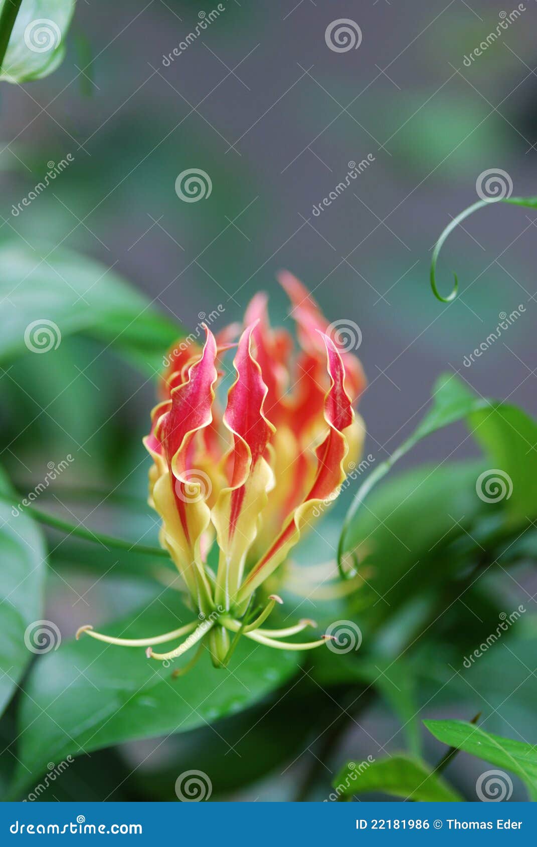 Bloom from the rainforest stock photo. Image of colour - 22181986