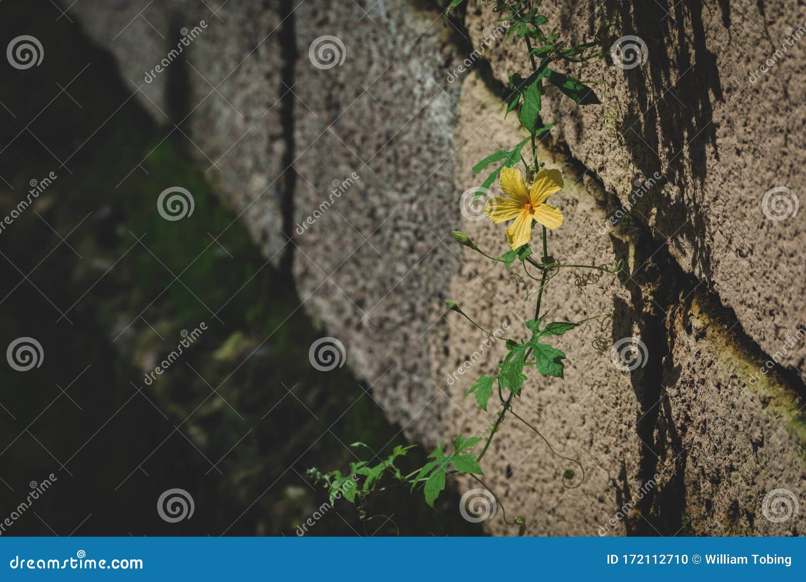 Bloom Yellow Flower with Green Leaf Grow on Wall Stock Photo Image of