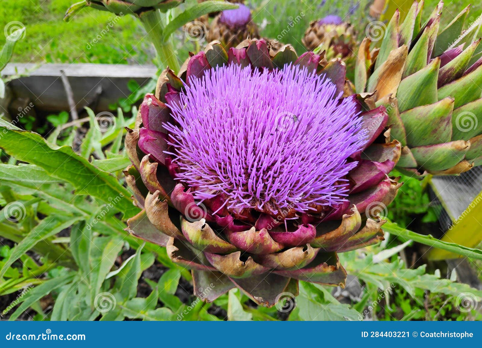 Bloomed artichoke stock image. Image of closeup, vegetable 284403221