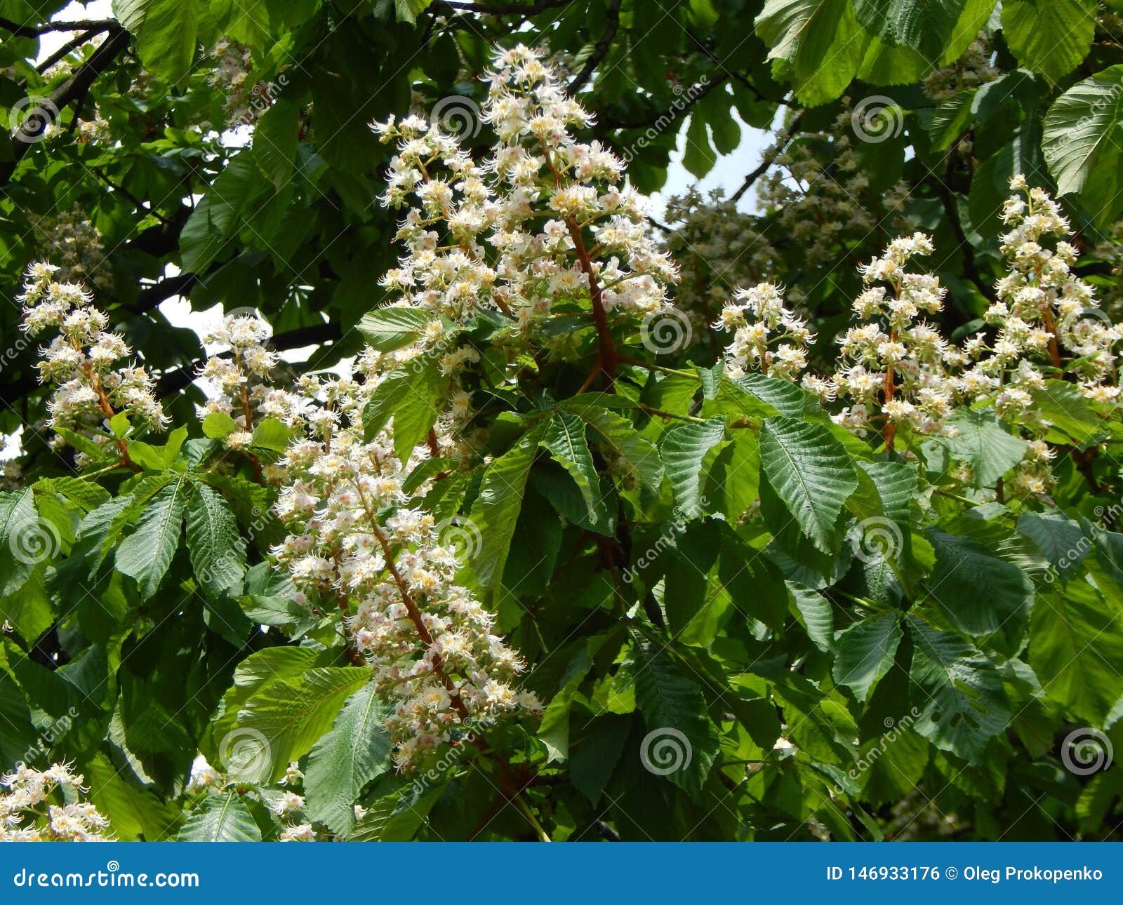 Bloomed chestnut flowers stock photo. Image of blossom 146933176