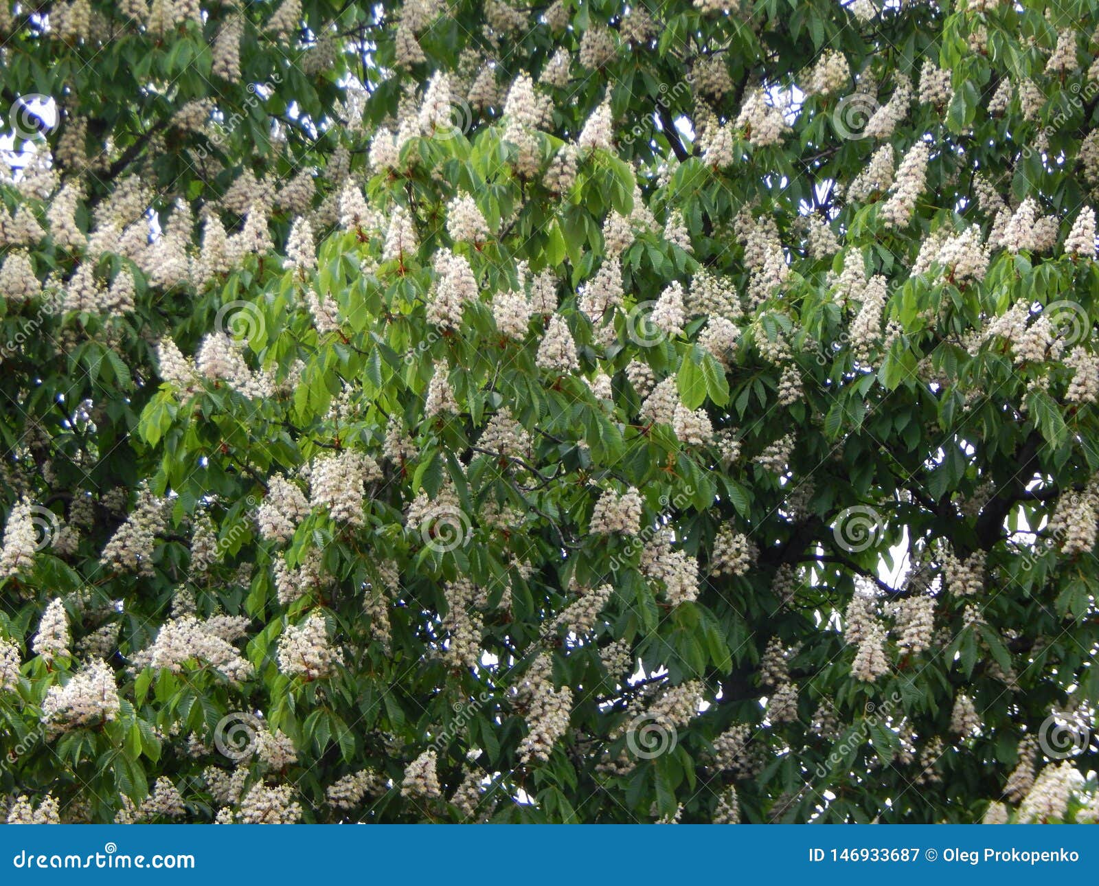 Bloomed chestnut flowers stock image. Image of spring 146933687