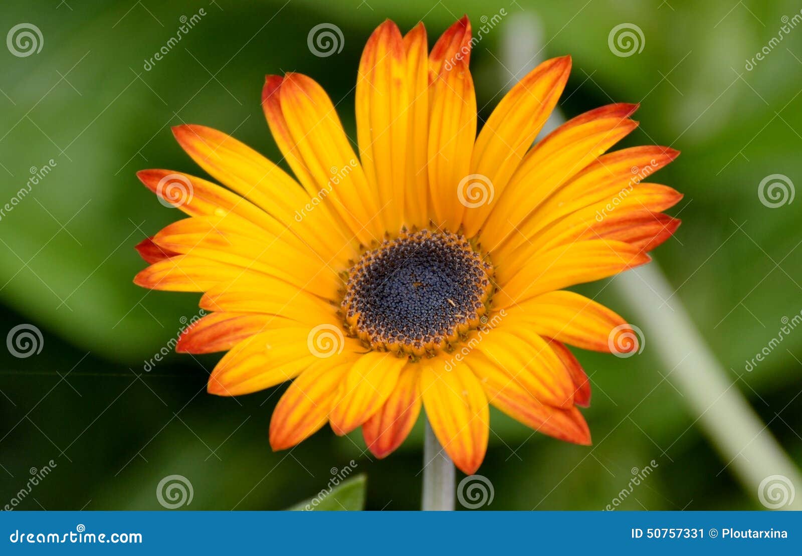 Bloomed Fresh Daisy Flowers Stock Image Image of gerberas, gerber