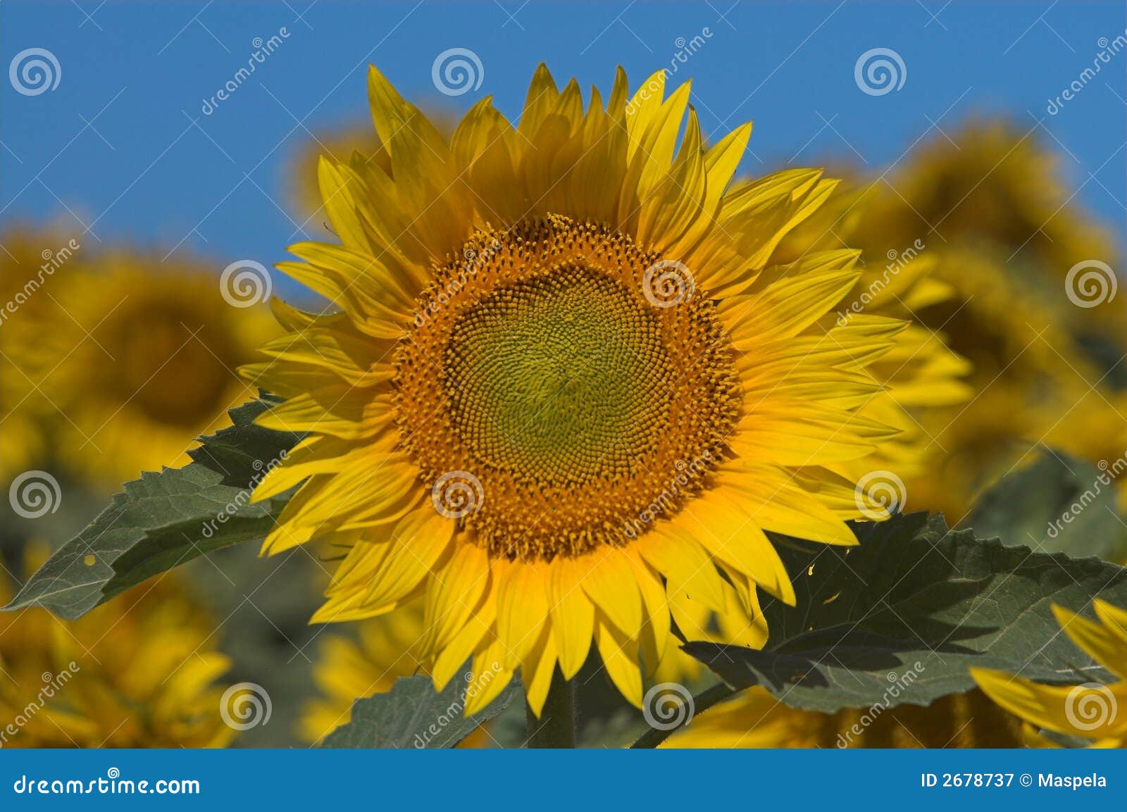 Bloomed sunflowers stock image. Image of fiori, flower 2678737