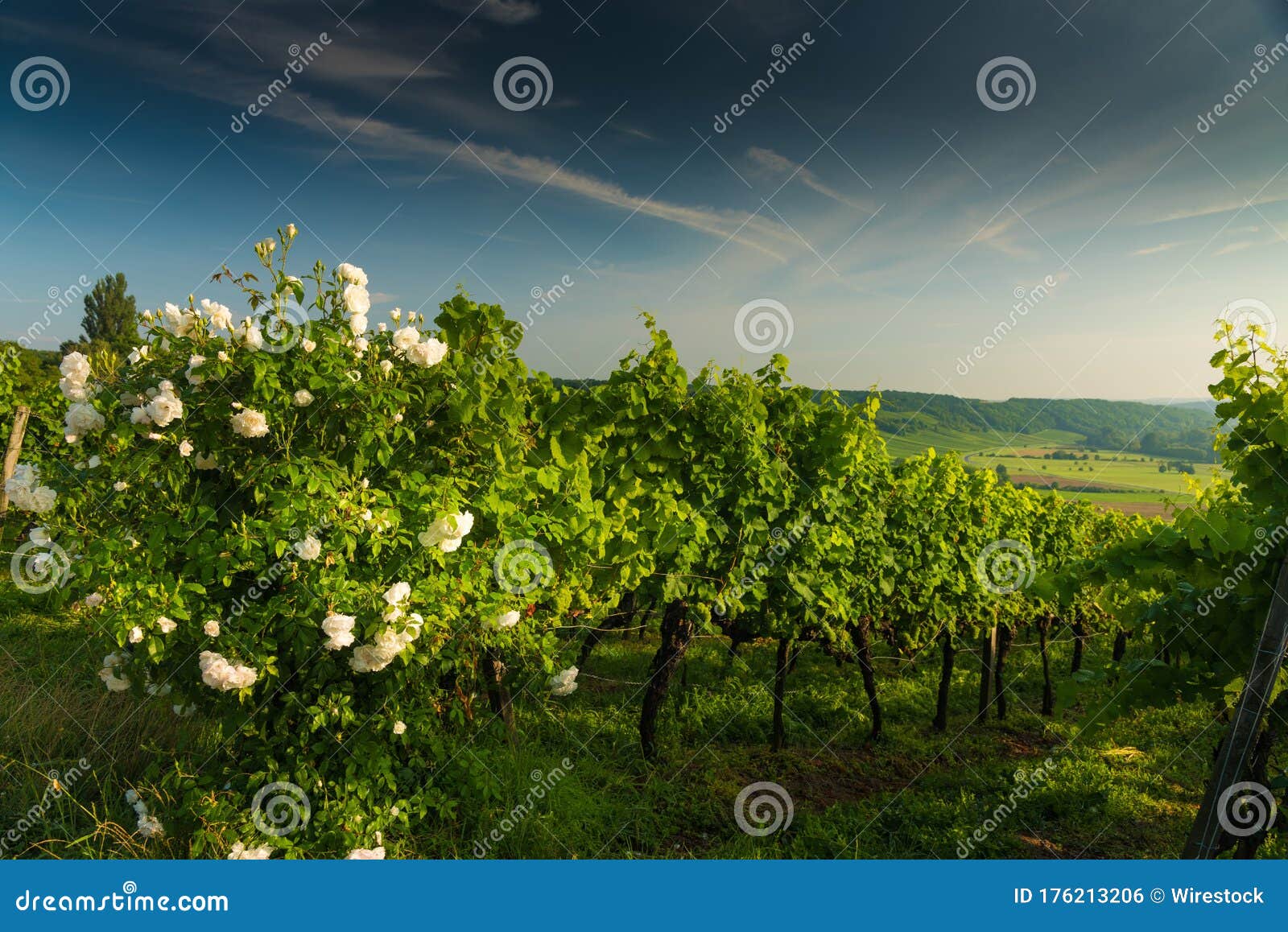 Bloomed White Rose Bush in the Vineyard in the Hills at Sunset Stock