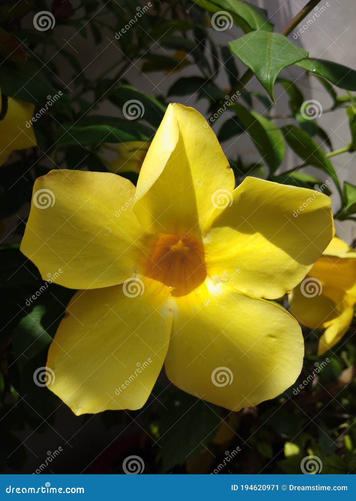Bloomed Yellow Bell Flowers Stock Image Image of bell, tulip 194620971