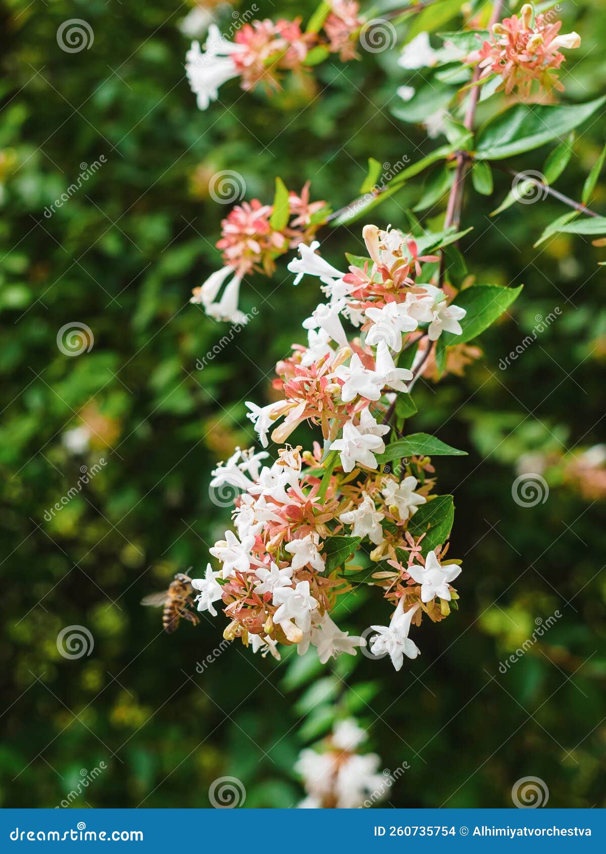 Blooming abelia and a bee stock photo. Image of blossom 260735754