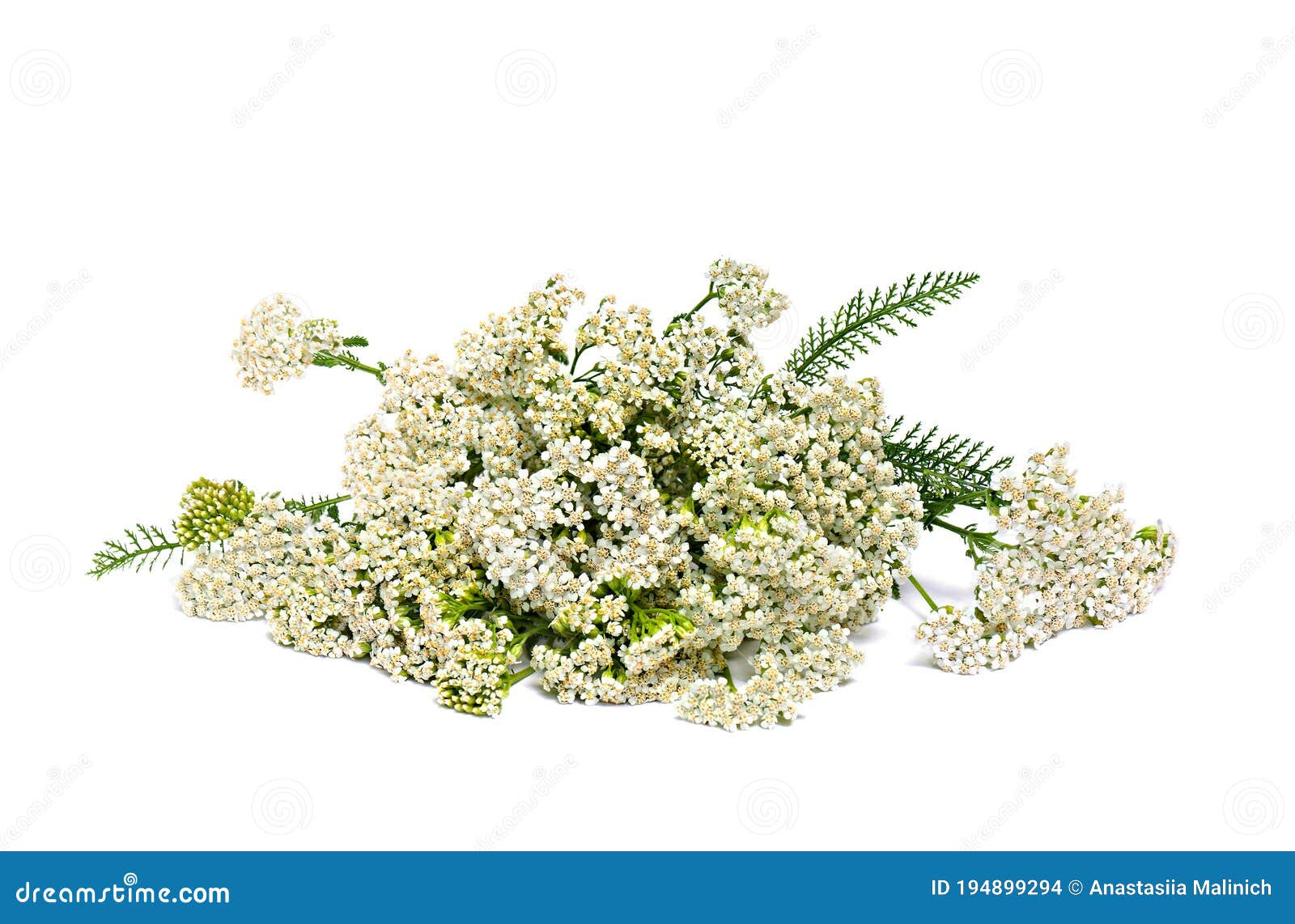 Blooming Achillea Millefolium Common Names: Yarrow or Common Yarrow on ...