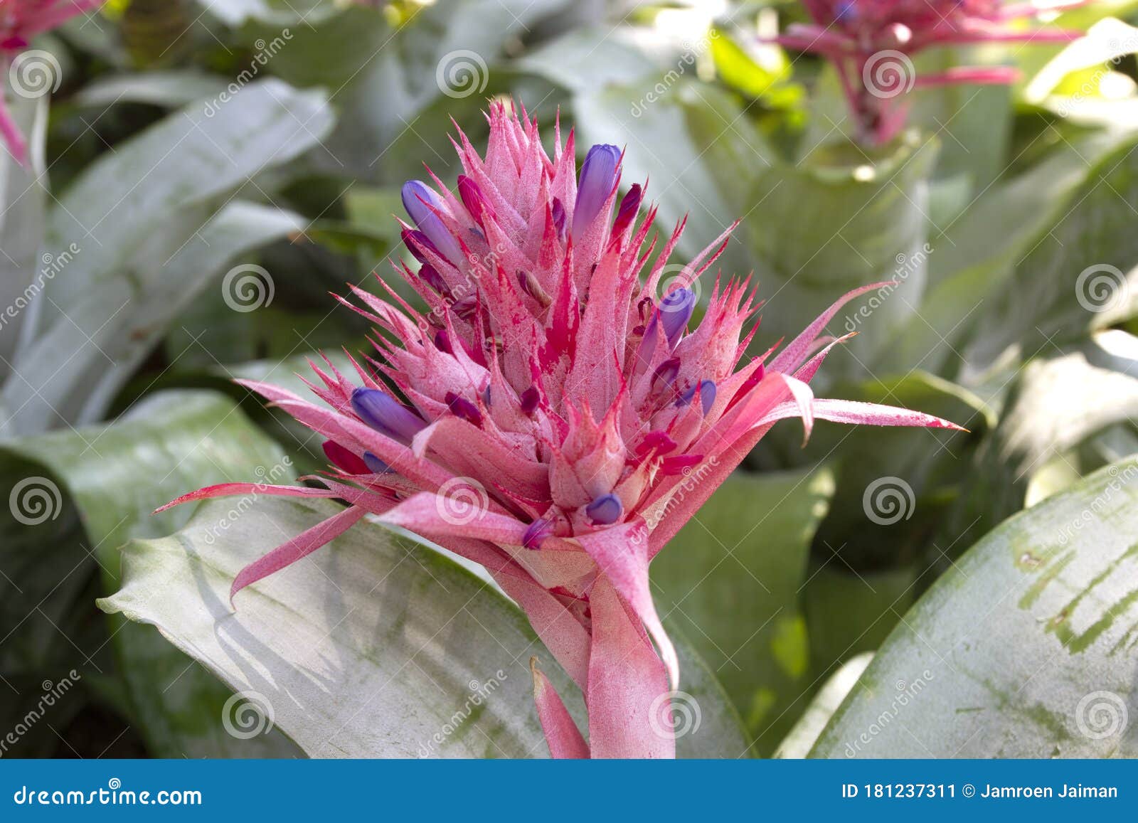 Blooming Aechmea Fasciata Silver Vase Or Urn Plant Is A Species Of Flowering Plant In The Bromeliad Family Stock Image Image Of Floral Bloom 181237311