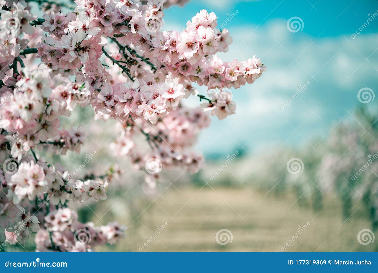 Blooming Almond or Cherry Trees in Orchard. Blur Spring Orchard