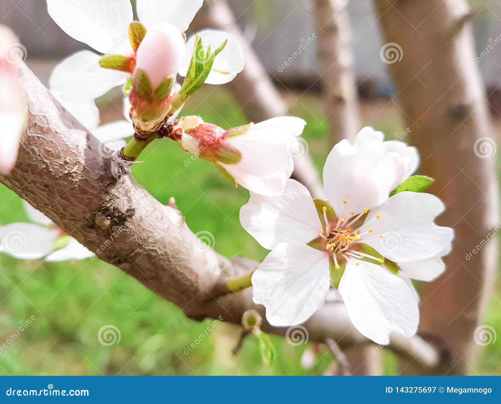 Blooming Almond Tree with Big White Flowers Stock Image Image of