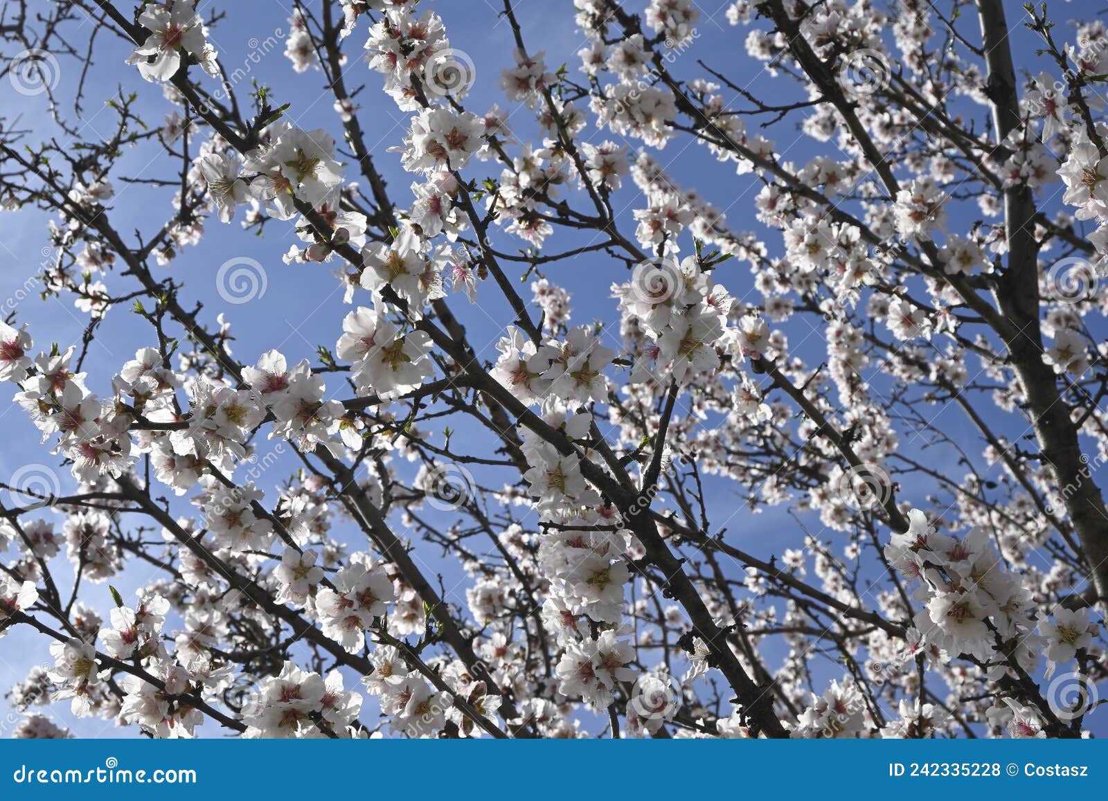 Blooming almond tree stock photo. Image of spring, flora 242335228